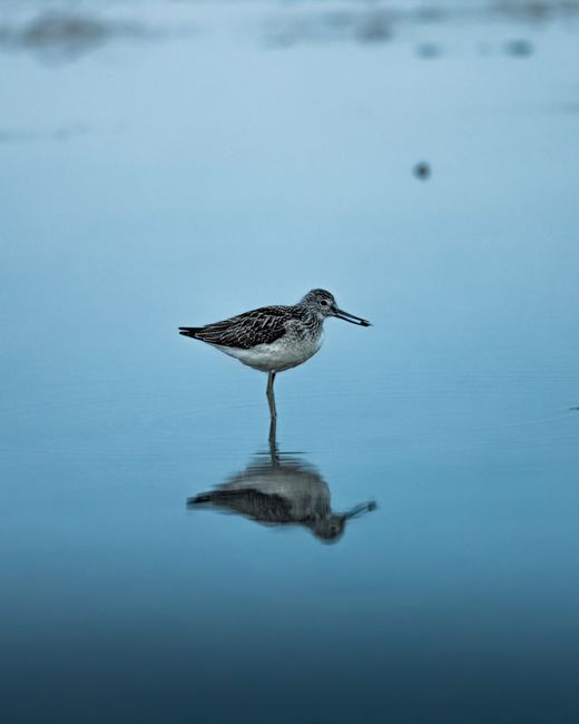 A solitary sandpiper stands and reflects on tranquil water, showcasing its natural beauty.