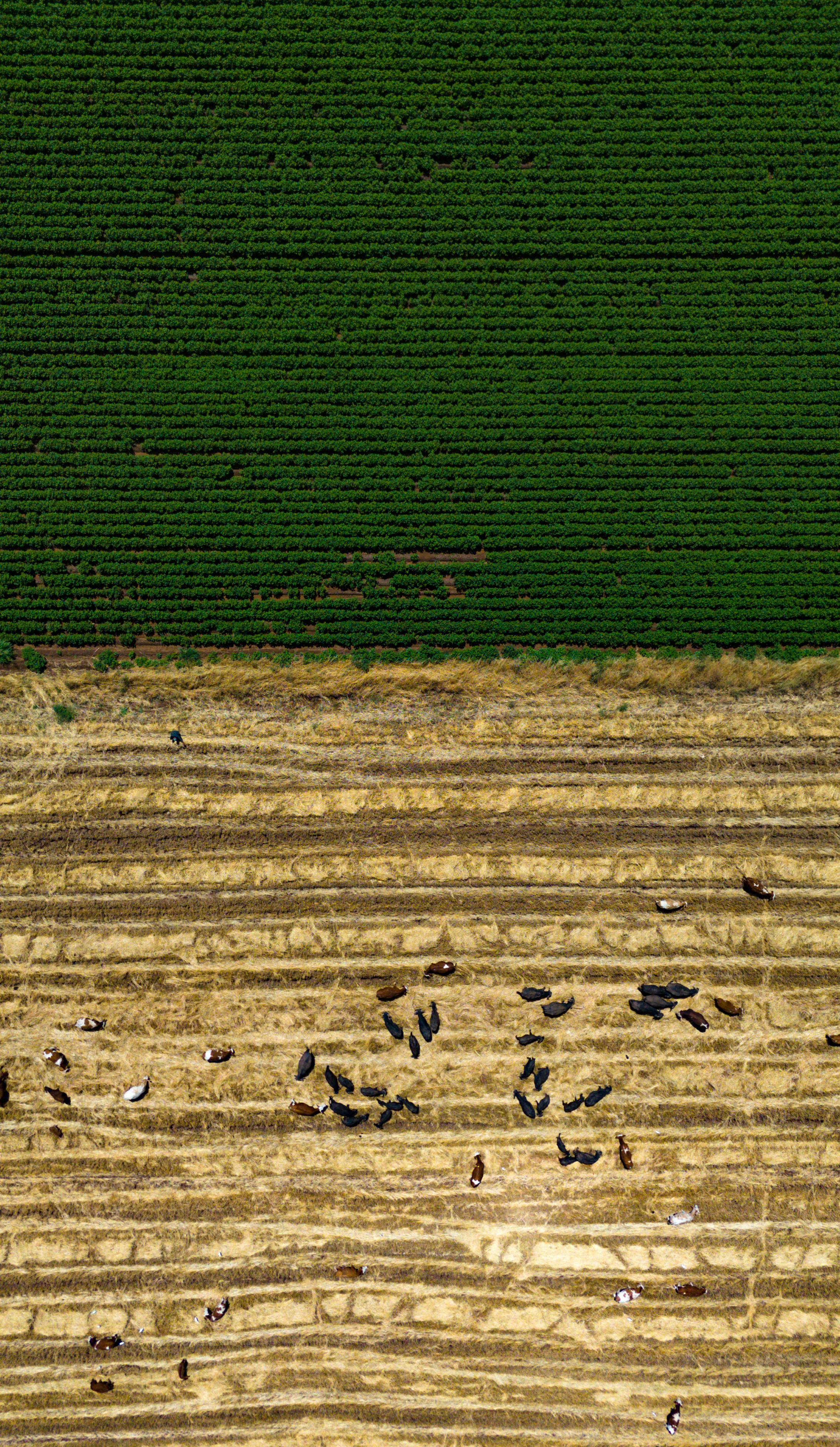 an aerial view of a field with green grass