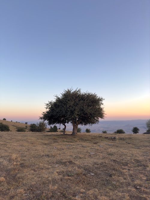 Free A solitary tree stands in an open field under a colorful sunset sky, capturing rural tranquility. Stock Photo