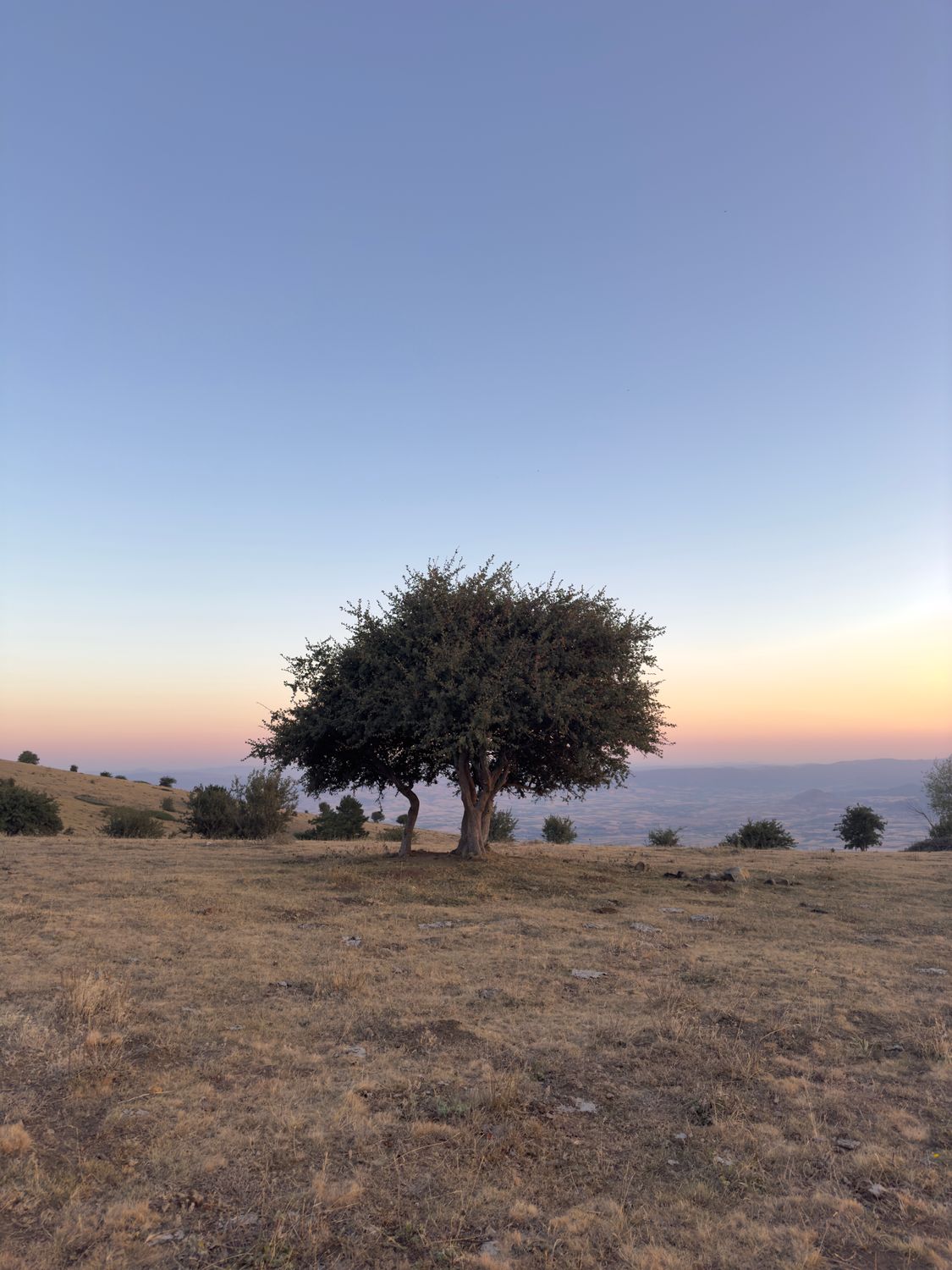 A lone tree on a hillside at sunset · Free Stock Photo