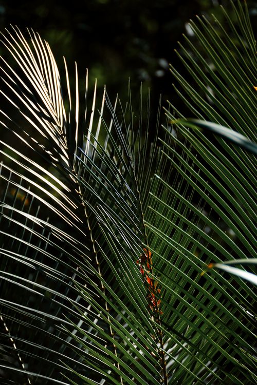Free Close-up of lush green palm fronds in sunlight, capturing tropical beauty and natural textures. Stock Photo