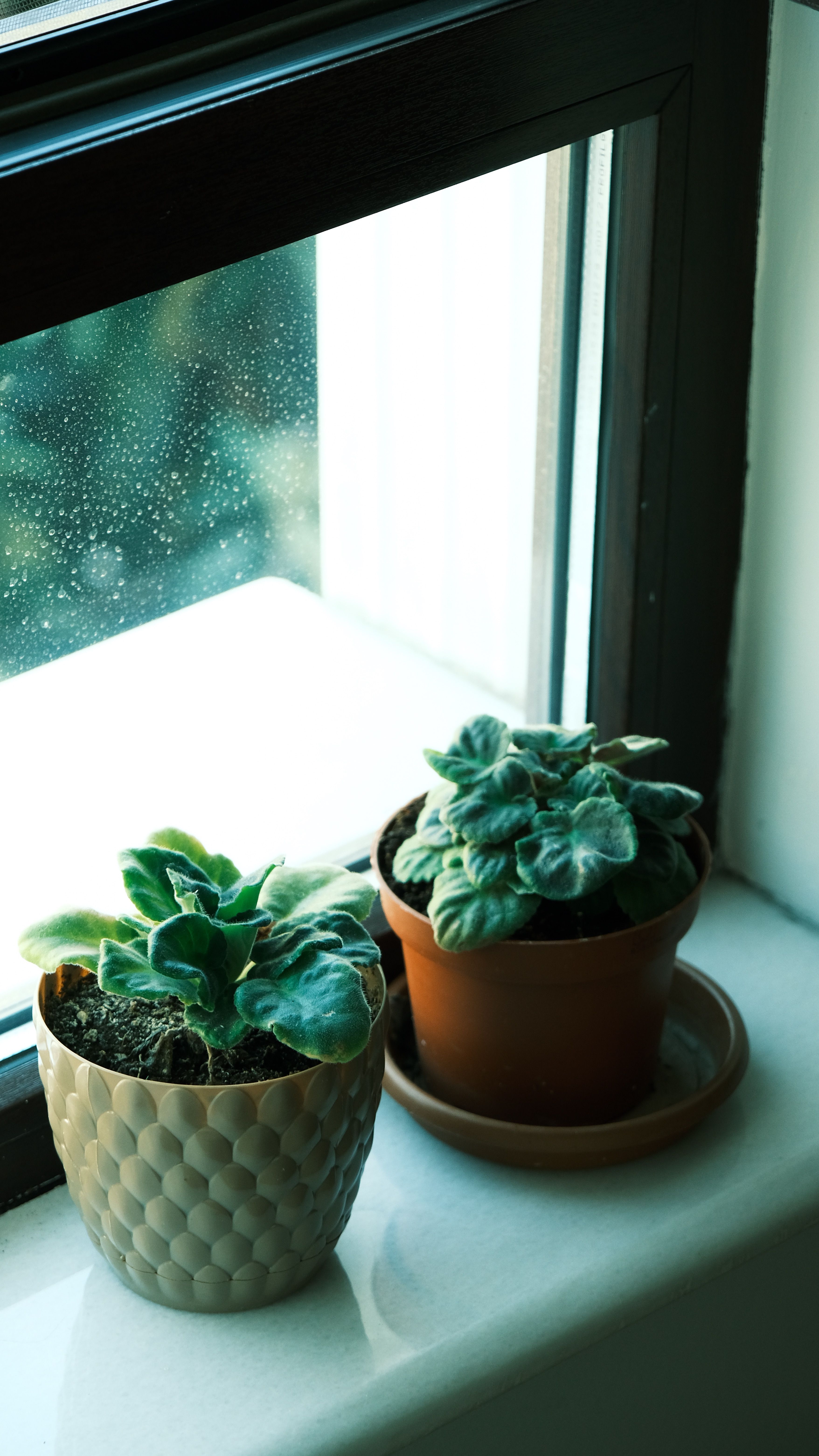 Two potted plants sit on a window sill · Free Stock Photo