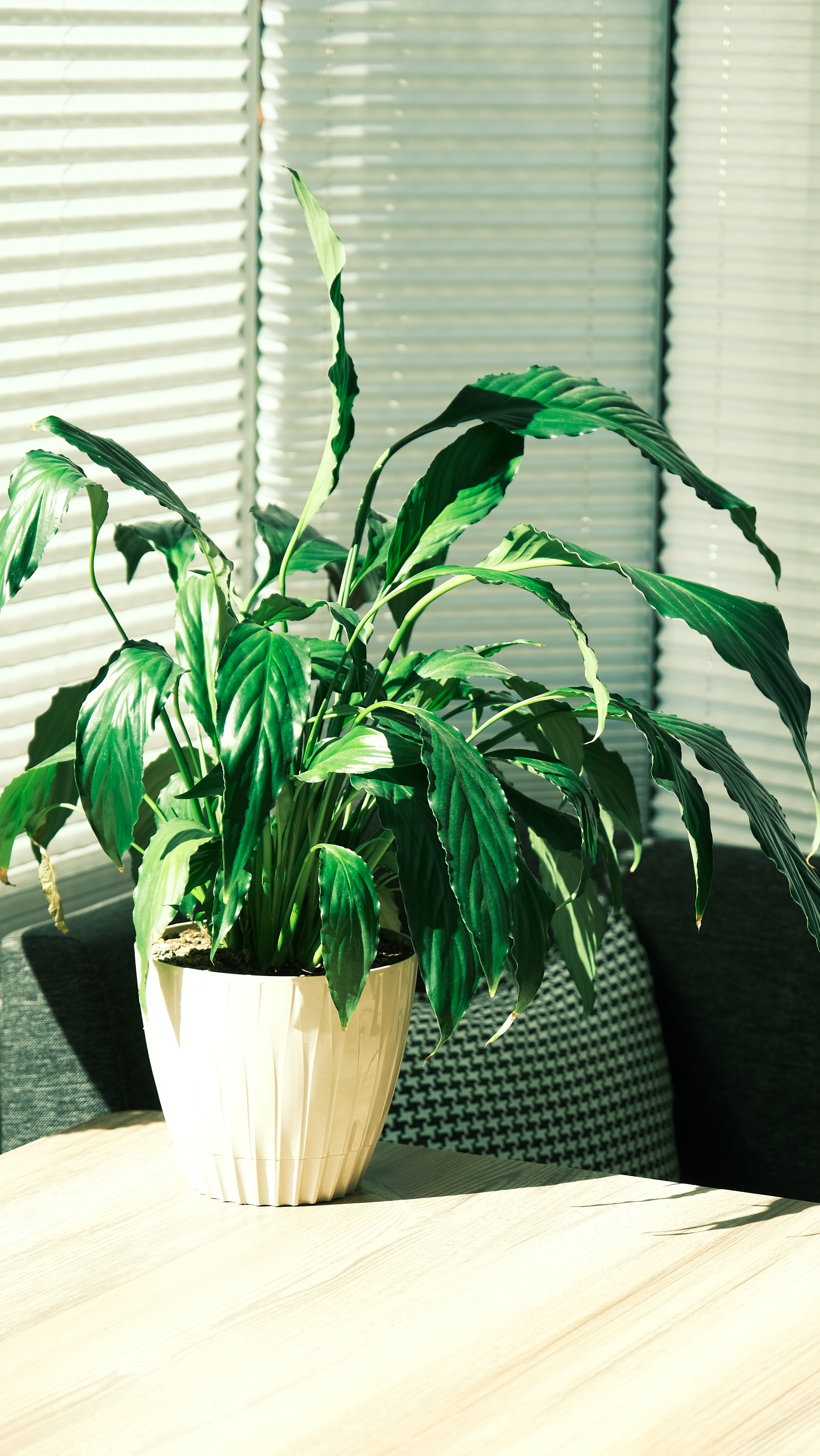 Comment intégrer des plantes dintérieur pour purifier lair en 2026 - illustration