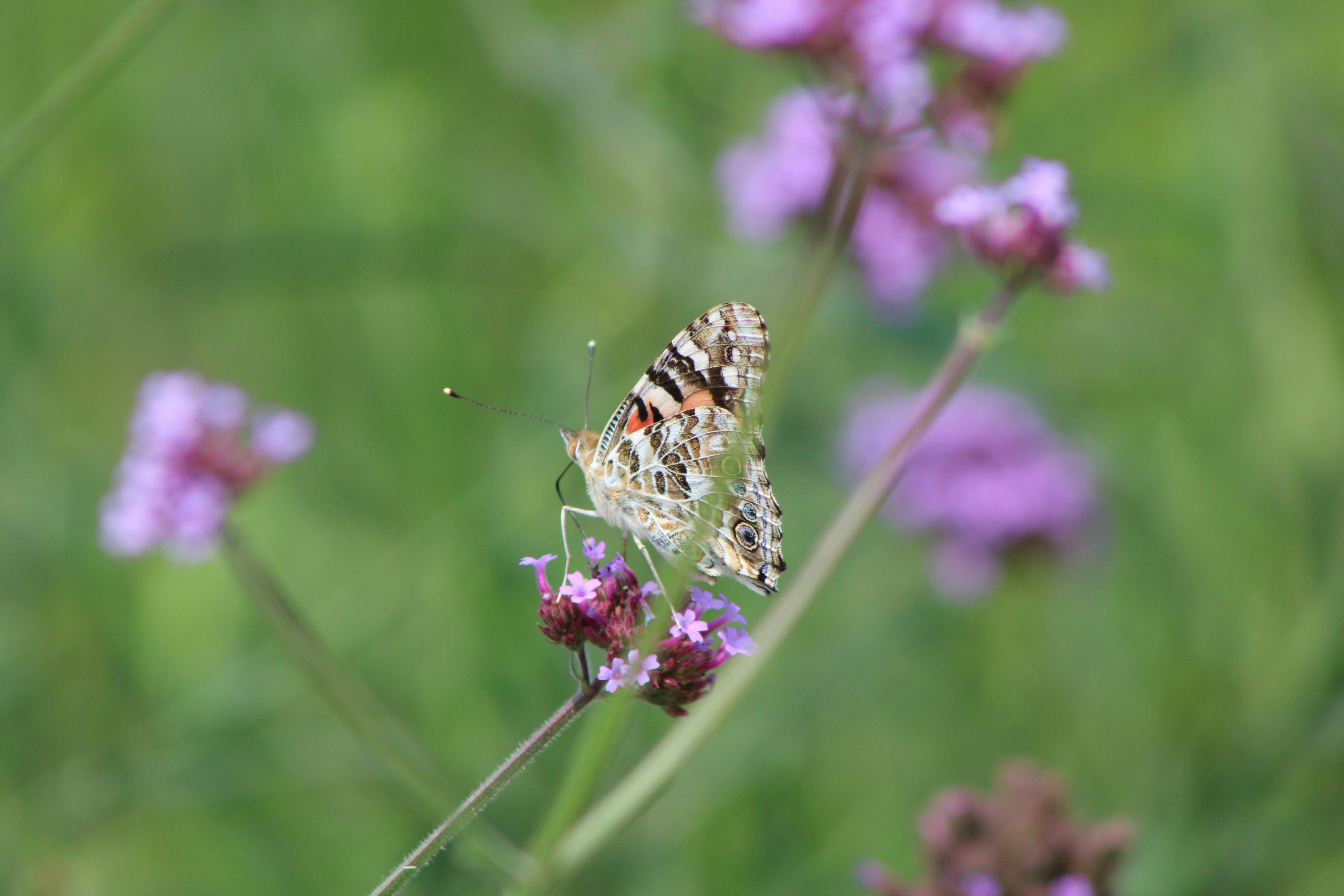 Painted Lady butterfly on vibrant purple flowers in a summer field.