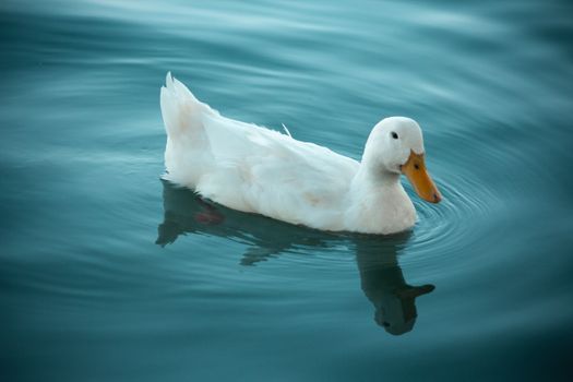 A serene white duck swims gracefully in tranquil blue waters, capturing a moment of nature's beauty.