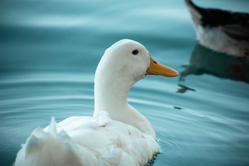 Free A tranquil white duck glides gracefully across the calm waters in Adana, Türkiye. Stock Photo