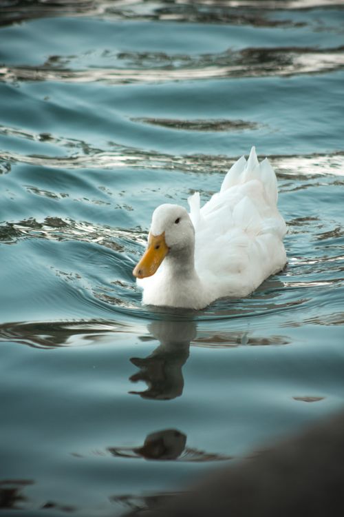 Free A tranquil scene of a white duck gently floating on calm water, reflecting its beauty. Stock Photo