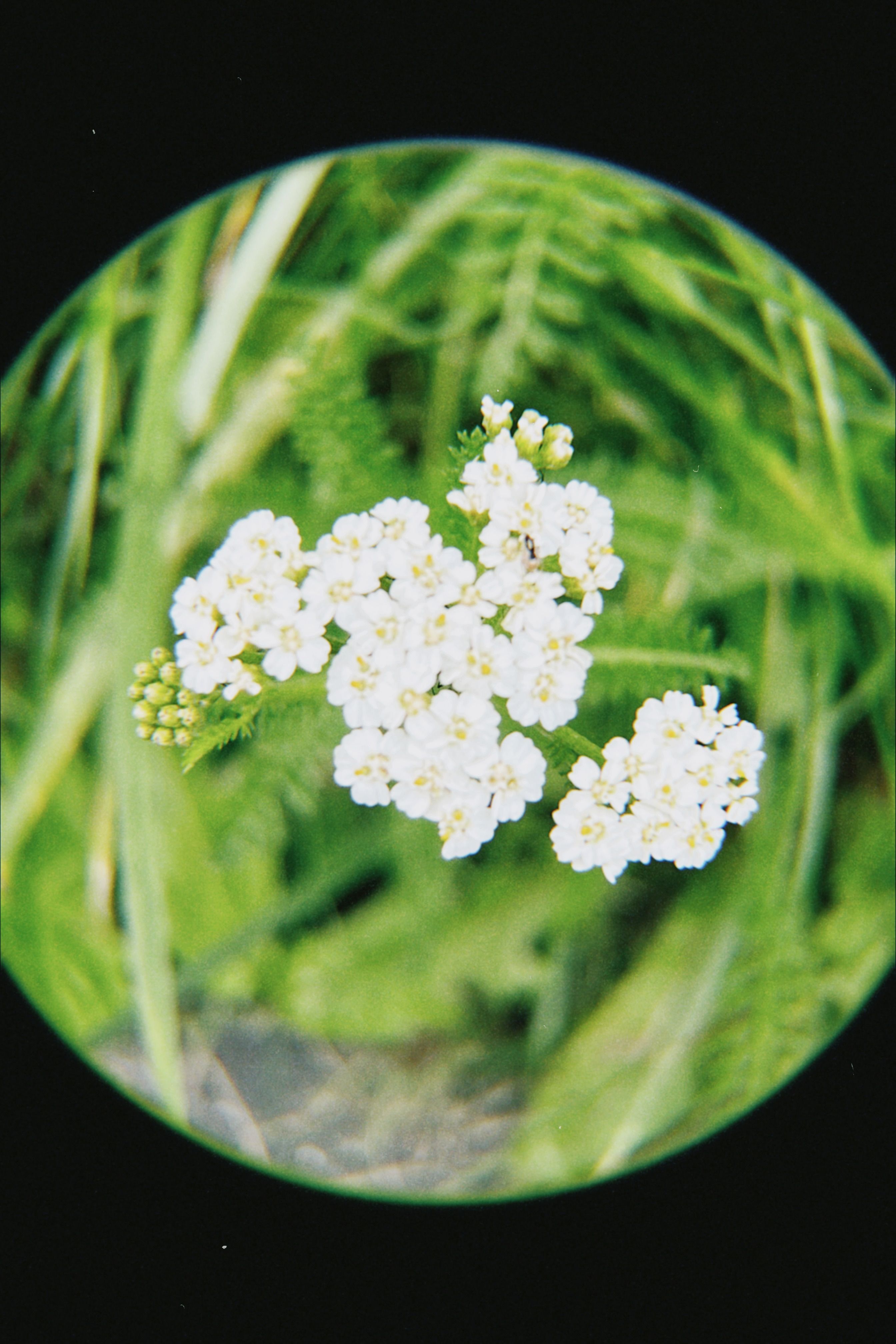 A close up of a flower in a circular lens · Free Stock Photo