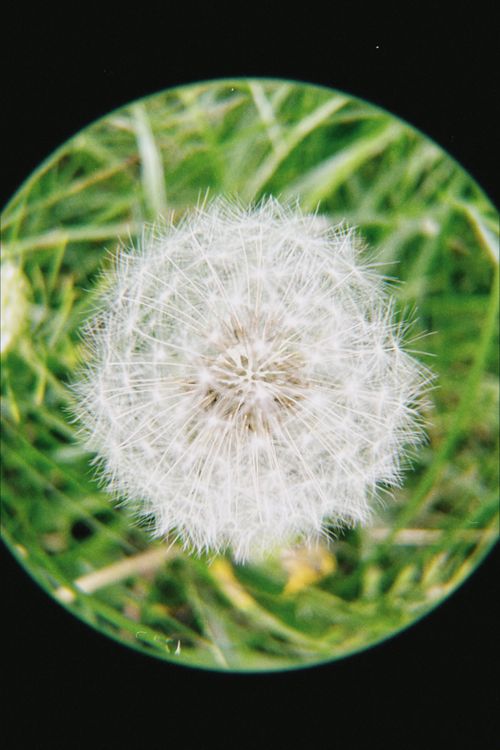 Free Detailed view of a dandelion seed head in a grassy field in Poznań, Poland. Stock Photo