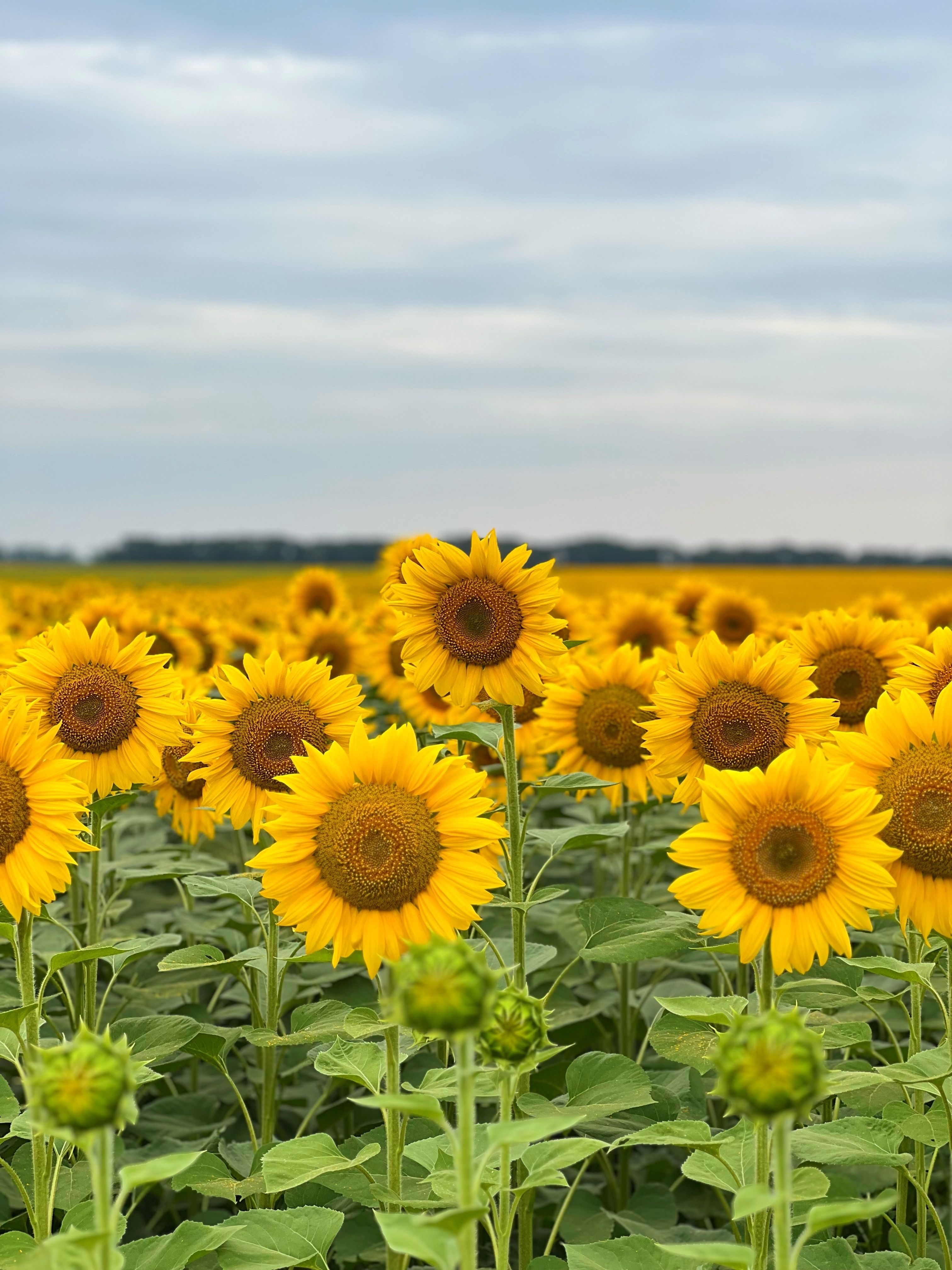 A field of sunflowers with many yellow flowers · Free Stock Photo