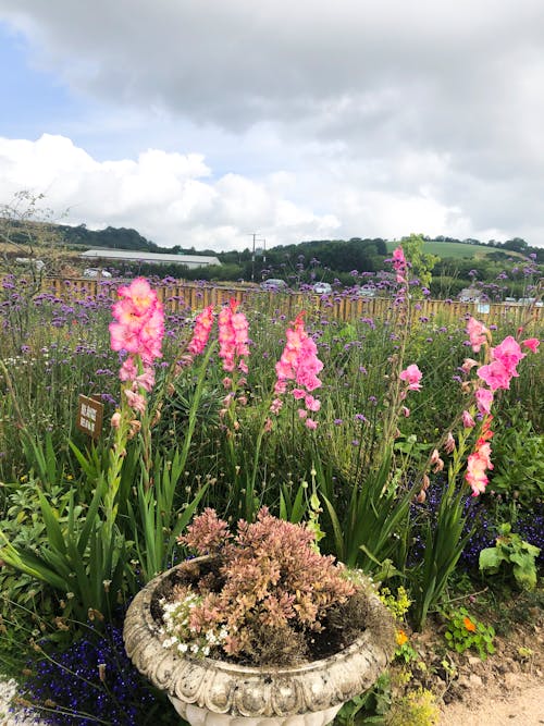 美麗的花朵, 雲 的 免费素材图片