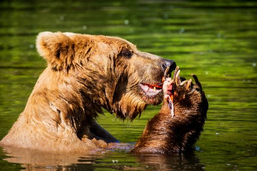 Katmai Brooks Falls bear viewing — Alaska