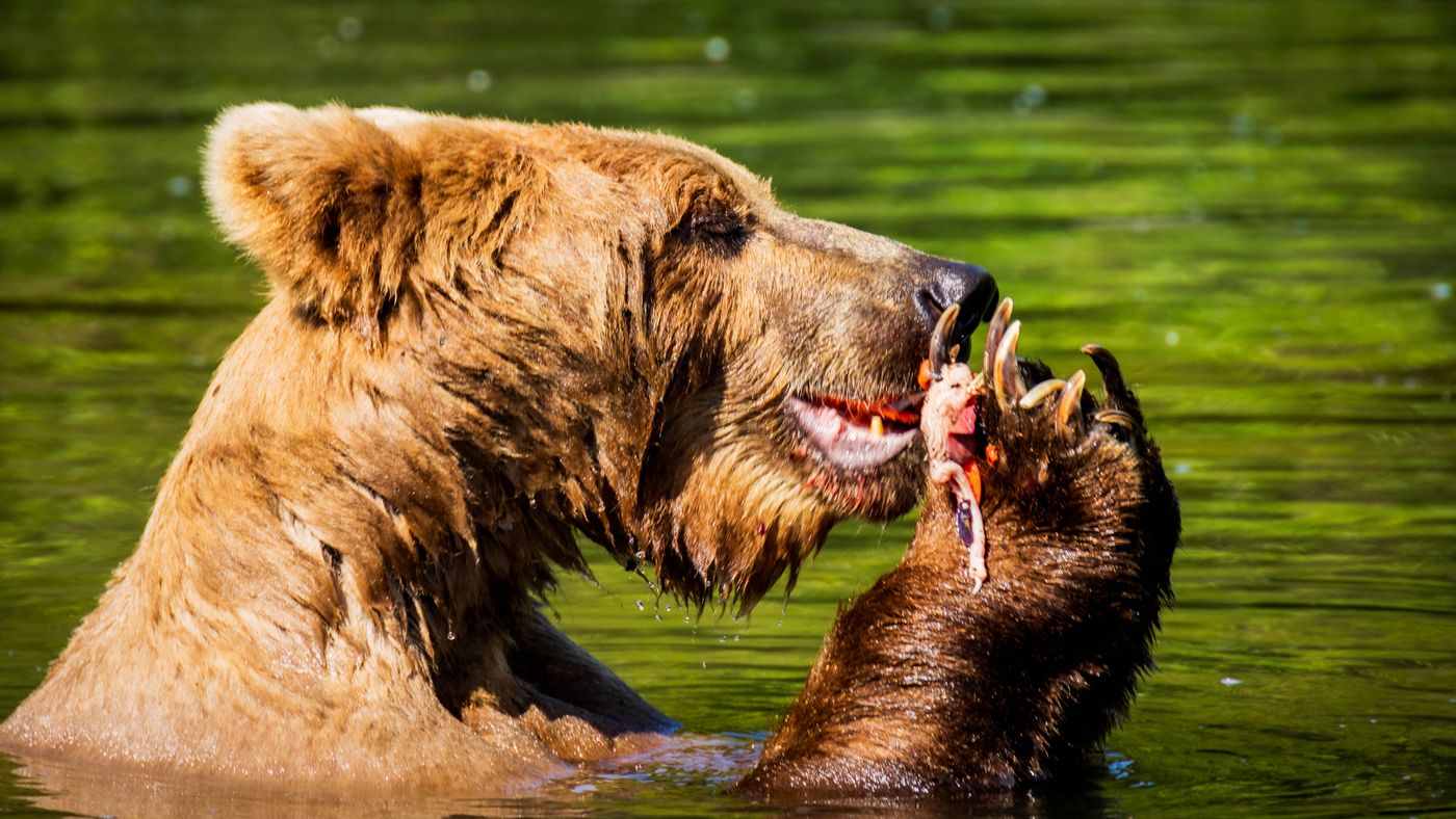 Alaska Salmon Species: Which One You Are Actually Fishing For