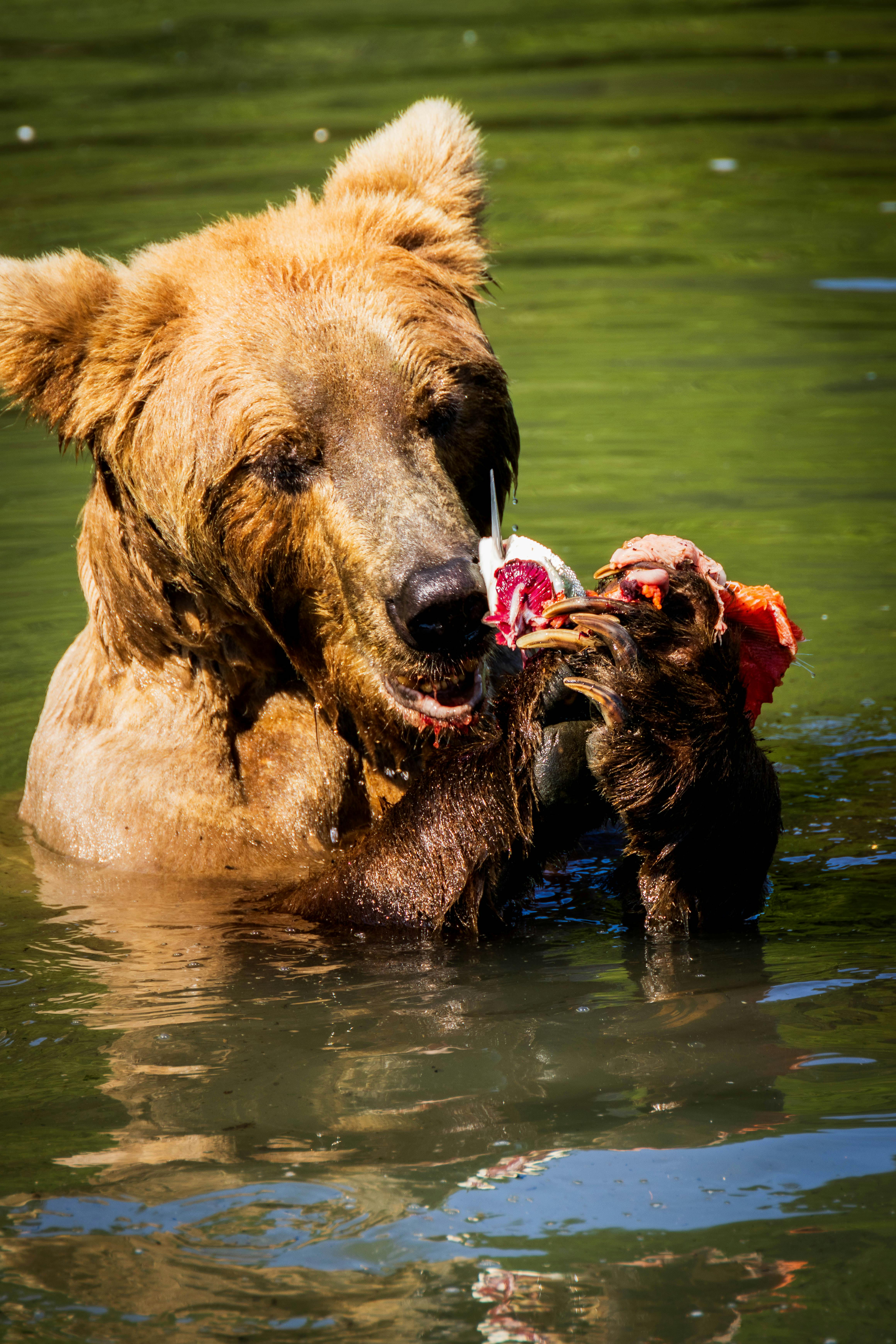 A wild grizzly bear enjoying a fresh catch in an Alaskan river.