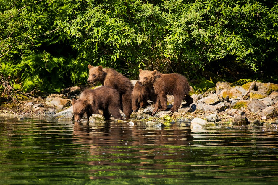 4. The Vulnerable Beginnings of Bear Cubs