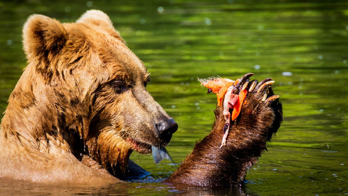 What to Expect at an Alaska Fishing Lodge Before You Book