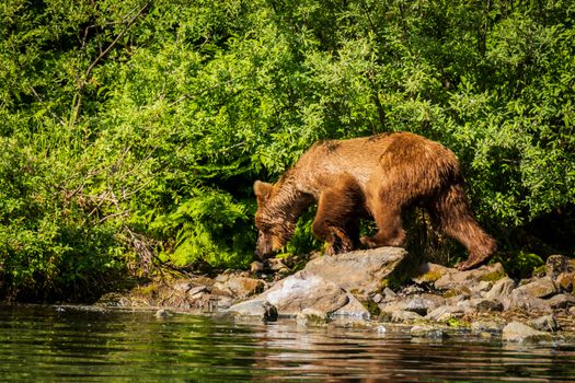 A grizzly bear walks along a rocky riverbank surrounded by lush green foliage in Alaska.