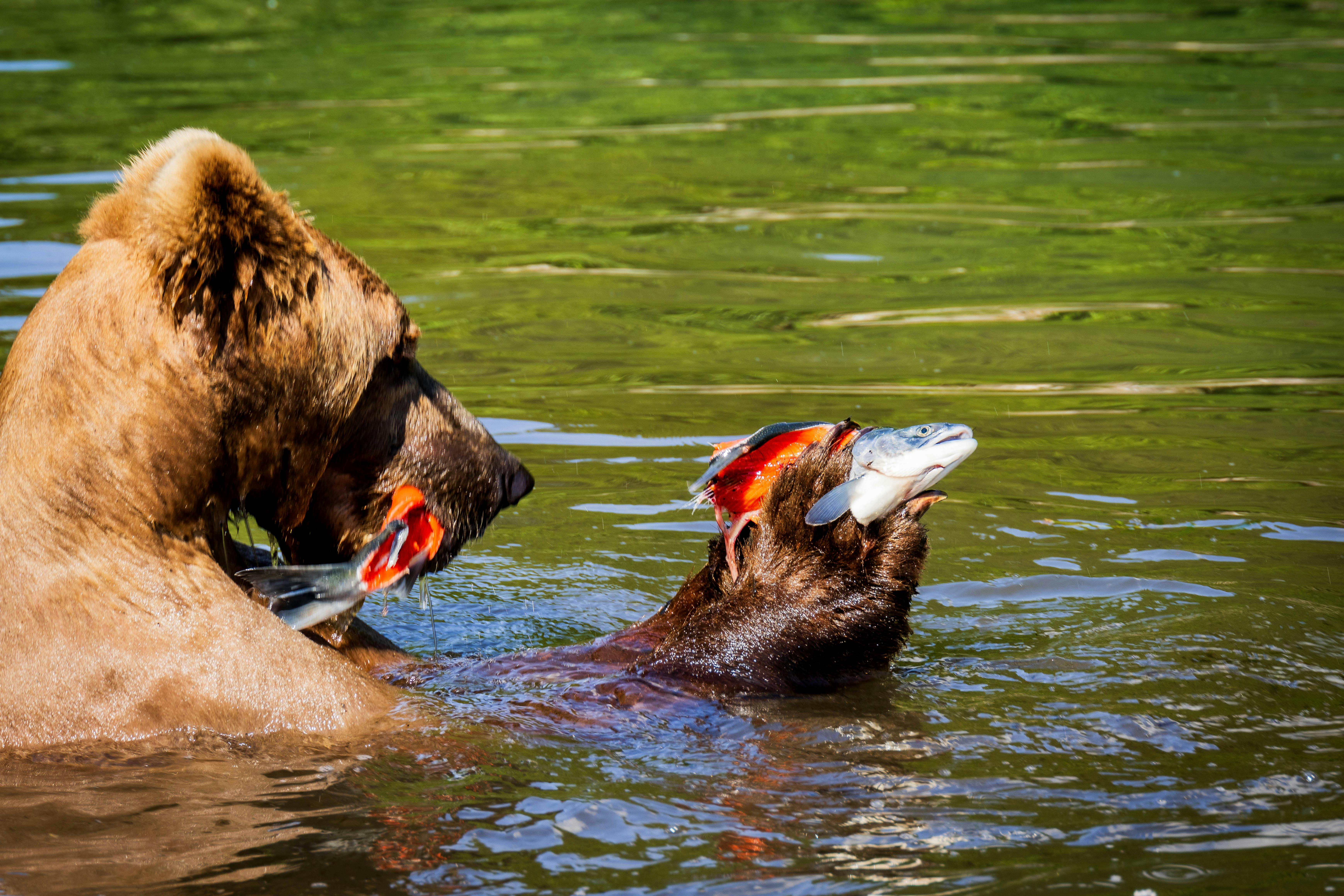 Grizzly bears catch salmon in a vibrant Alaskan river, showcasing wildlife's natural wonder.