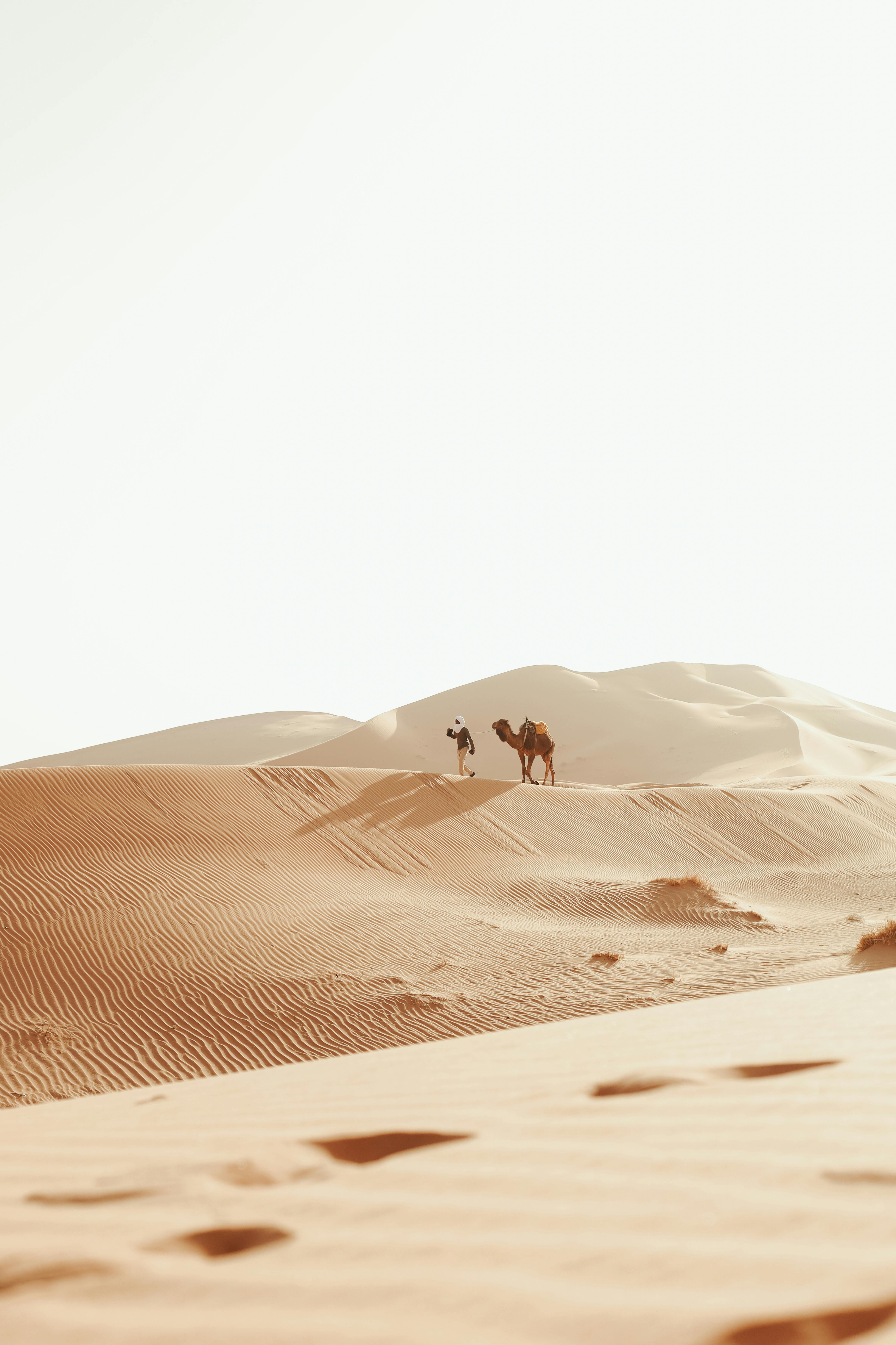 Silhouetted camel and nomad against the dramatic dunes of the Sahara at sunset, Merzouga.