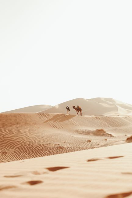 Silhouetted camel and nomad against the dramatic dunes of the Sahara at sunset, Merzouga.