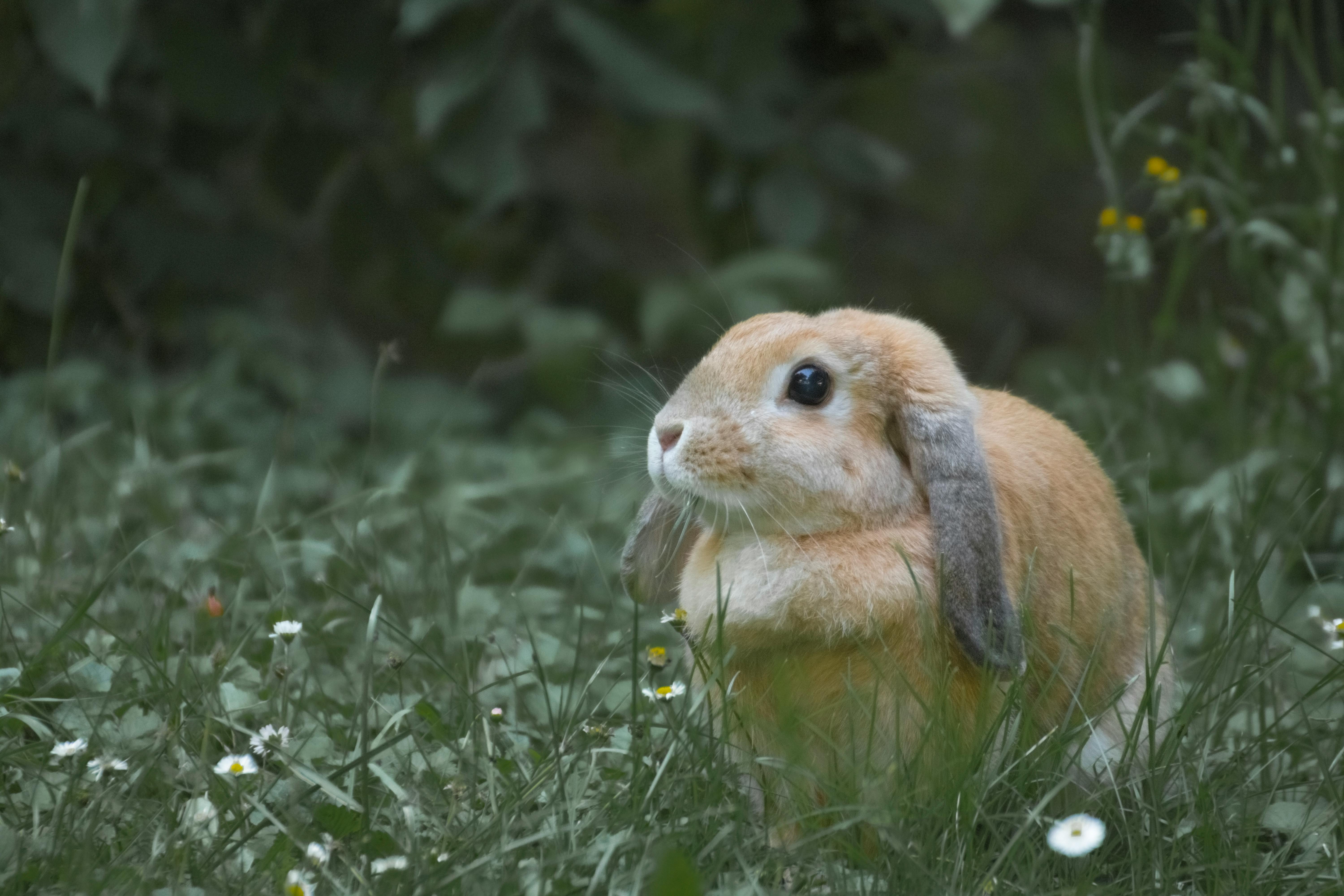 Free stock photo of animal, bunny, cute