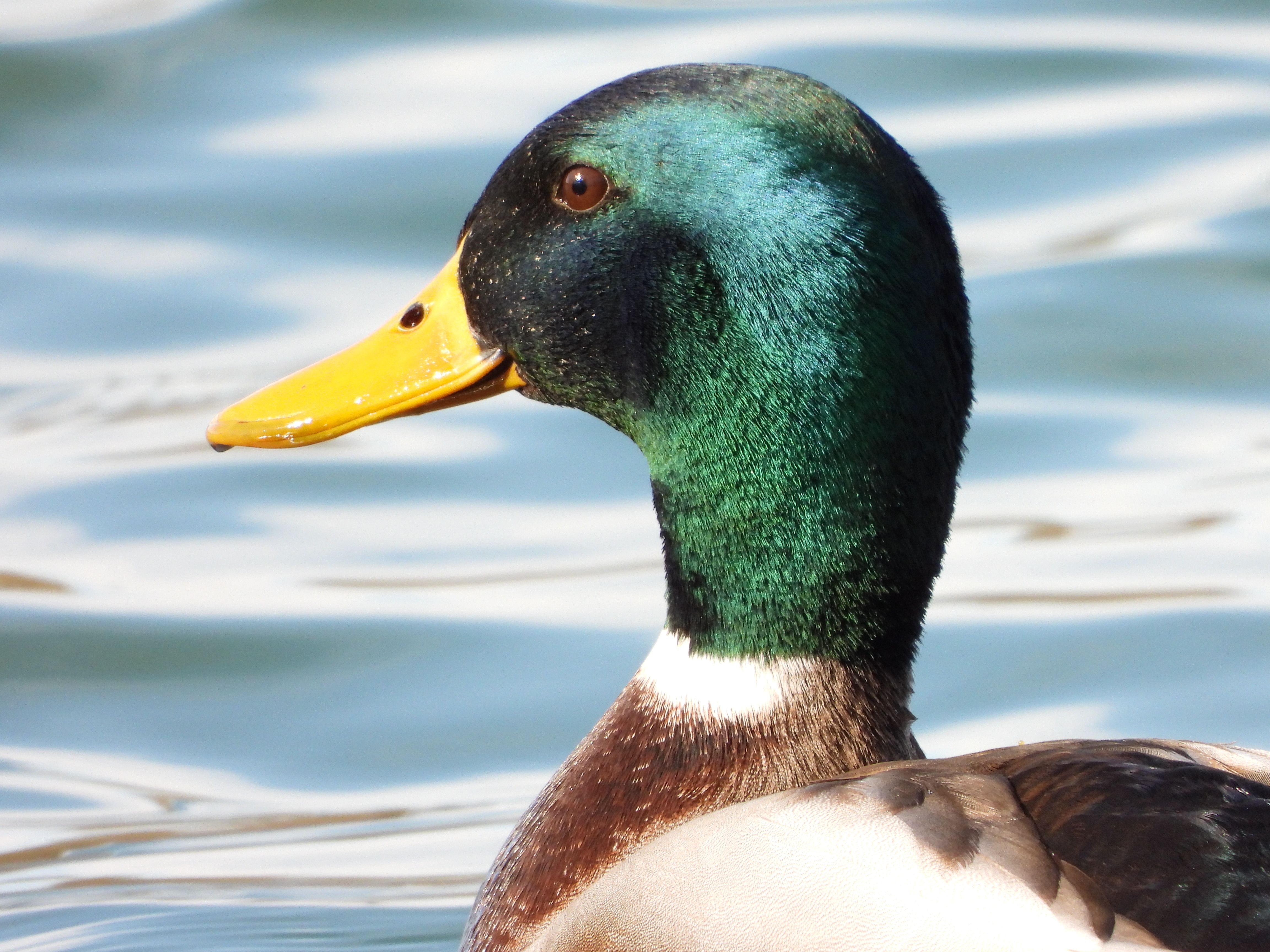 2012 Review of Drake Software — Drake Tax — Photo by Iulian Florentin Stefancu on Pexels