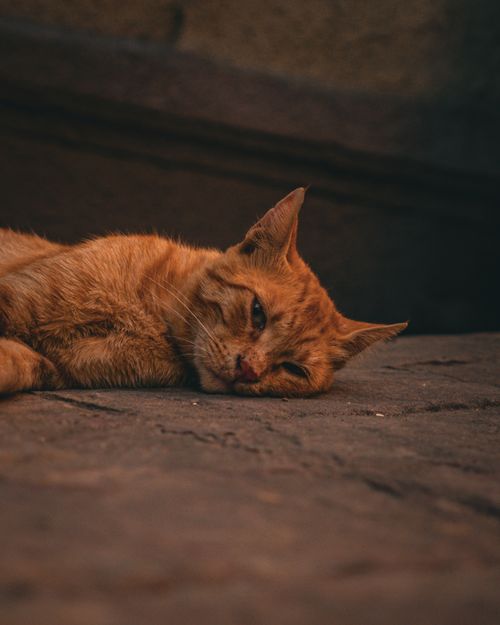 Free A serene ginger cat resting indoors with a relaxed expression on a textured floor. Stock Photo