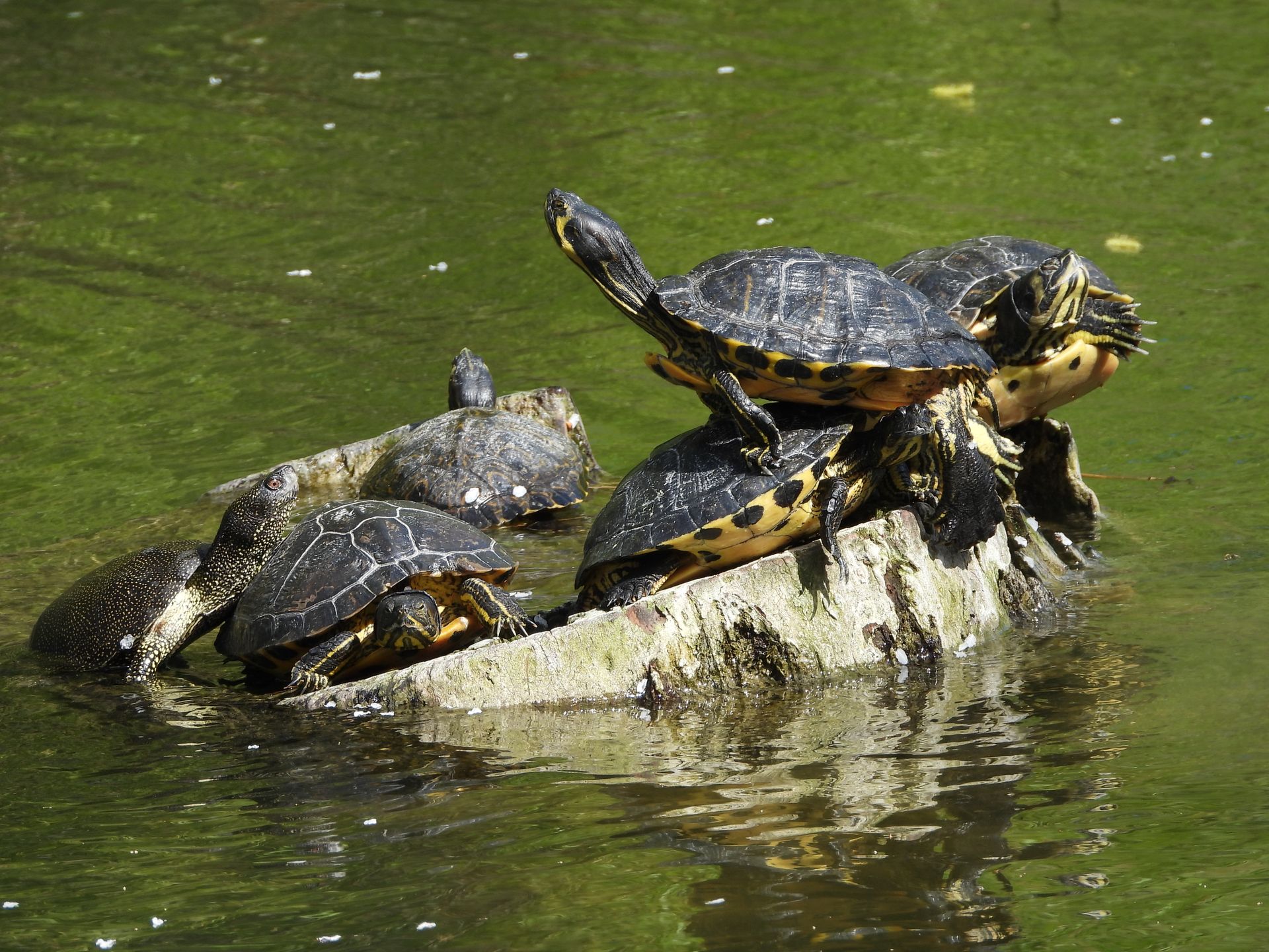 A group of turtles on top of a rock in the water