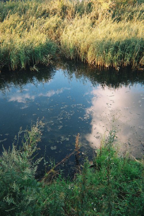 Free Tranquil wetland view with reeds and sky reflection, capturing natural beauty. Stock Photo