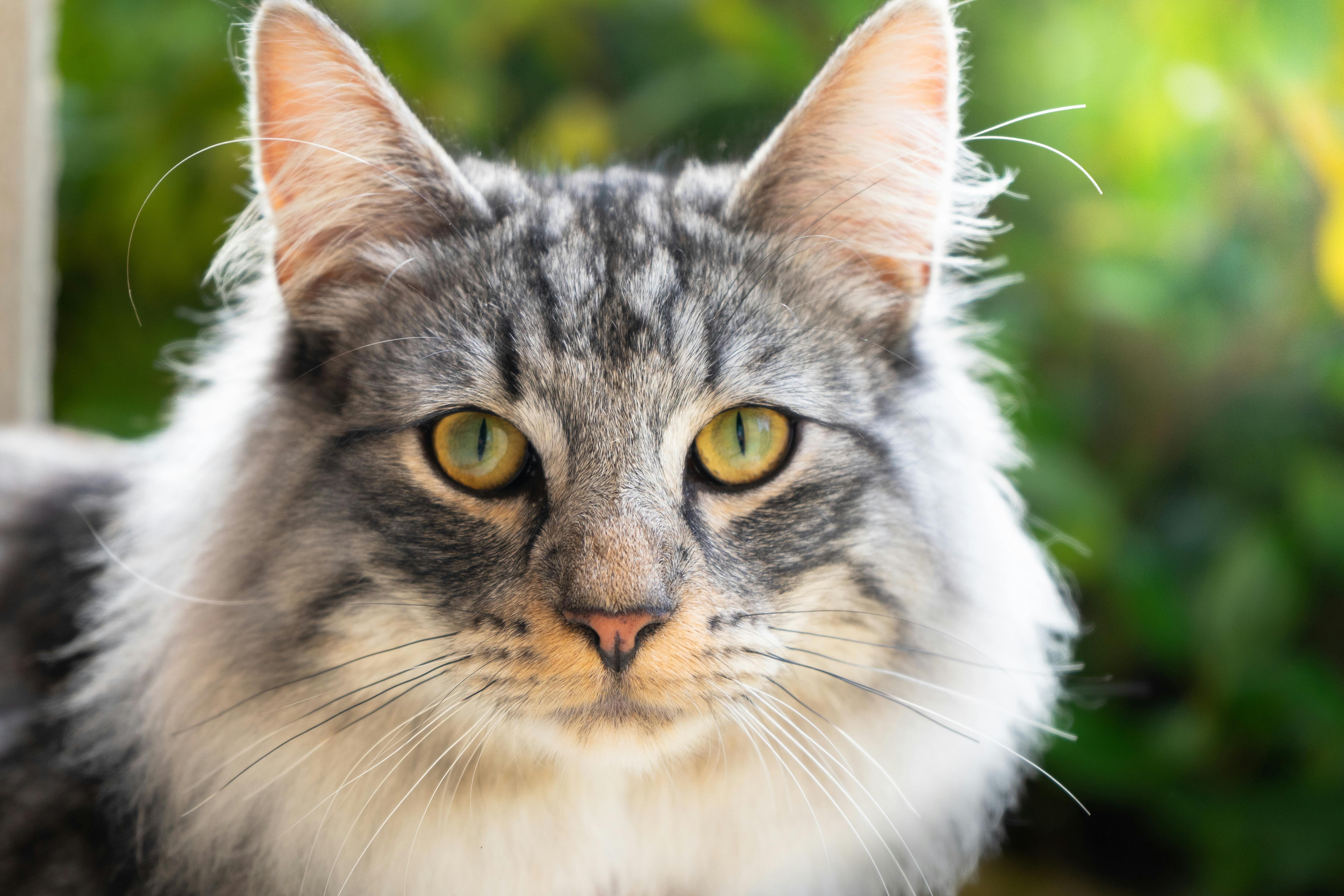 Gratis Immagine gratuita di adorabile, affascinante, animale Foto a disposizione