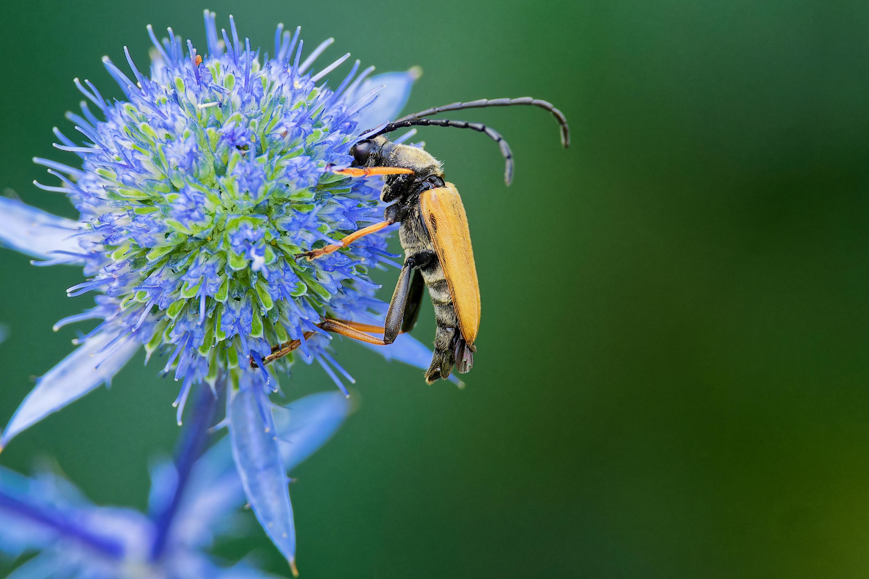 A beetle on a blue flower with green leaves