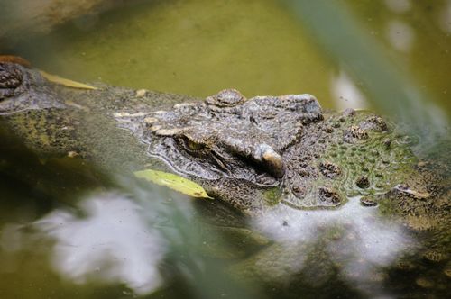 Free Crocodile partially submerged in murky water, showcasing its textured skin and eyes. Stock Photo