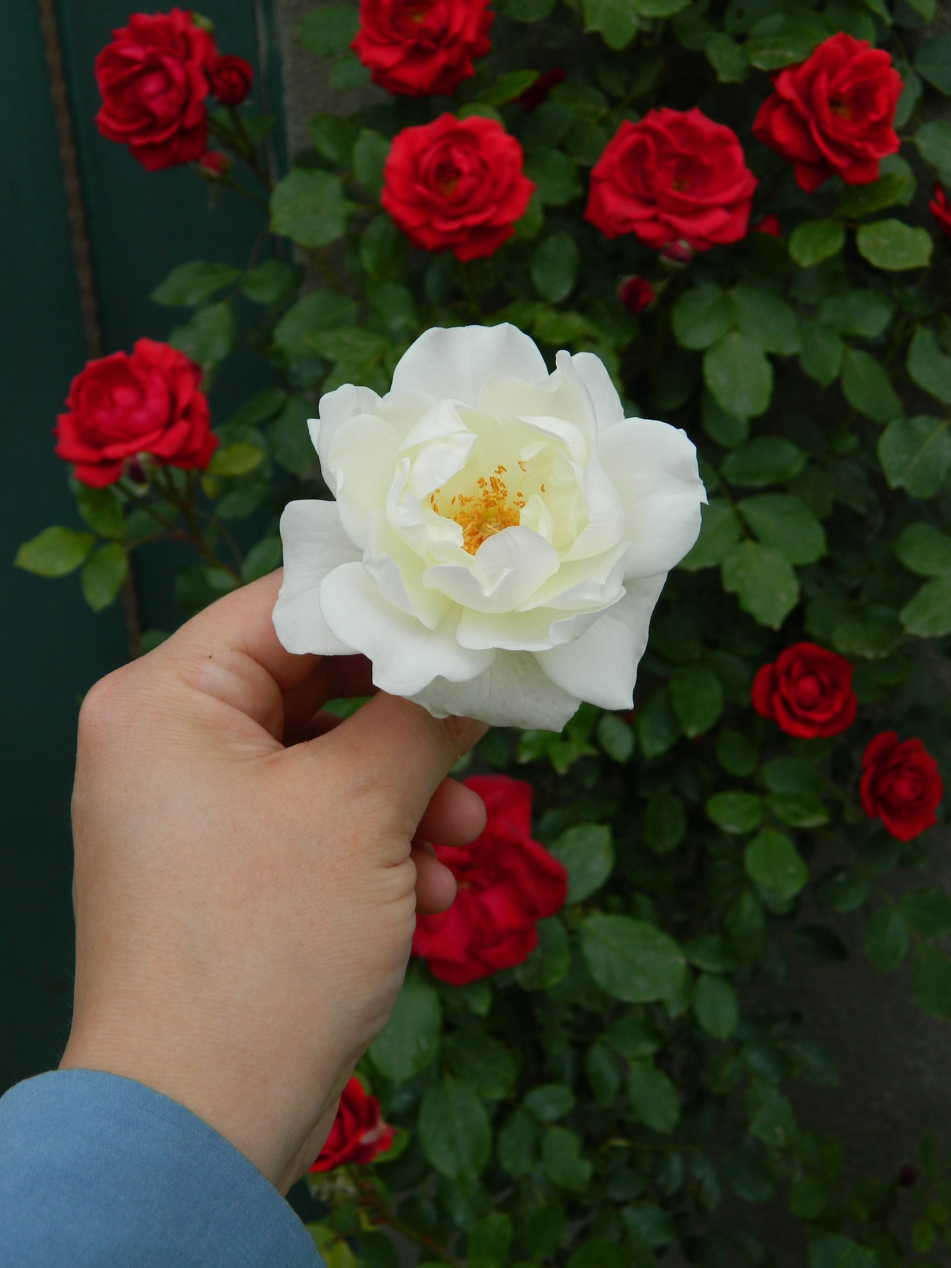 A person holding a white rose in front of red roses · Free Stock Photo