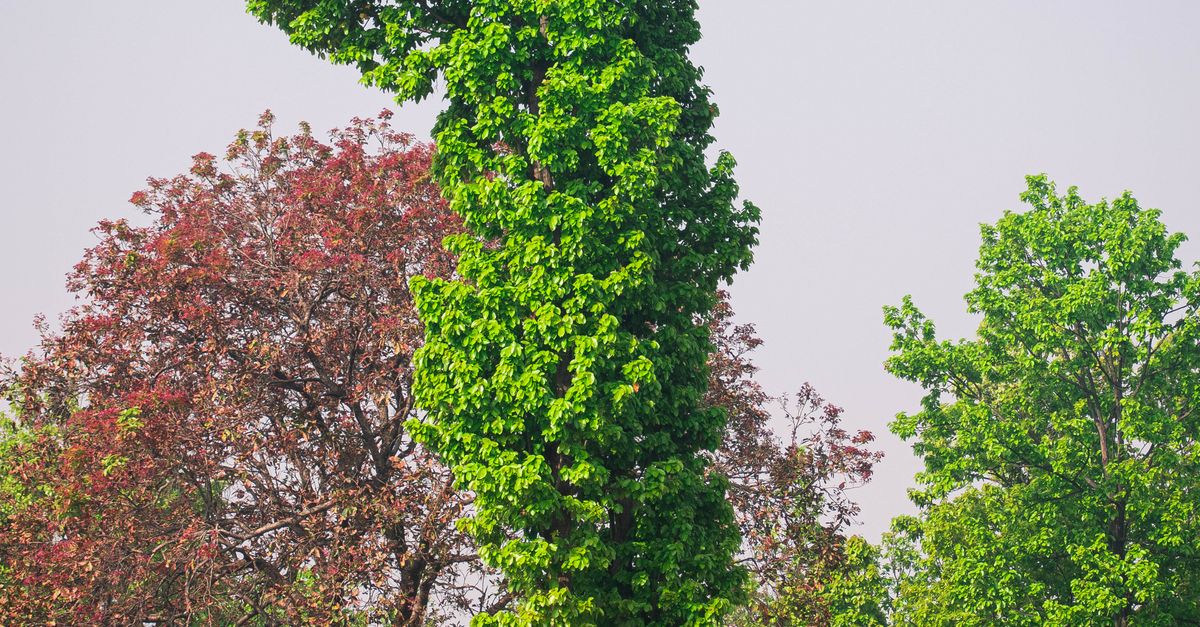 Sakda Tree sakhua tree · Free Stock Photo
