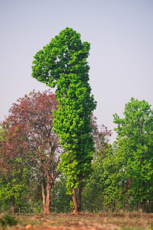 Sakda Tree sakhua tree · Free Stock Photo