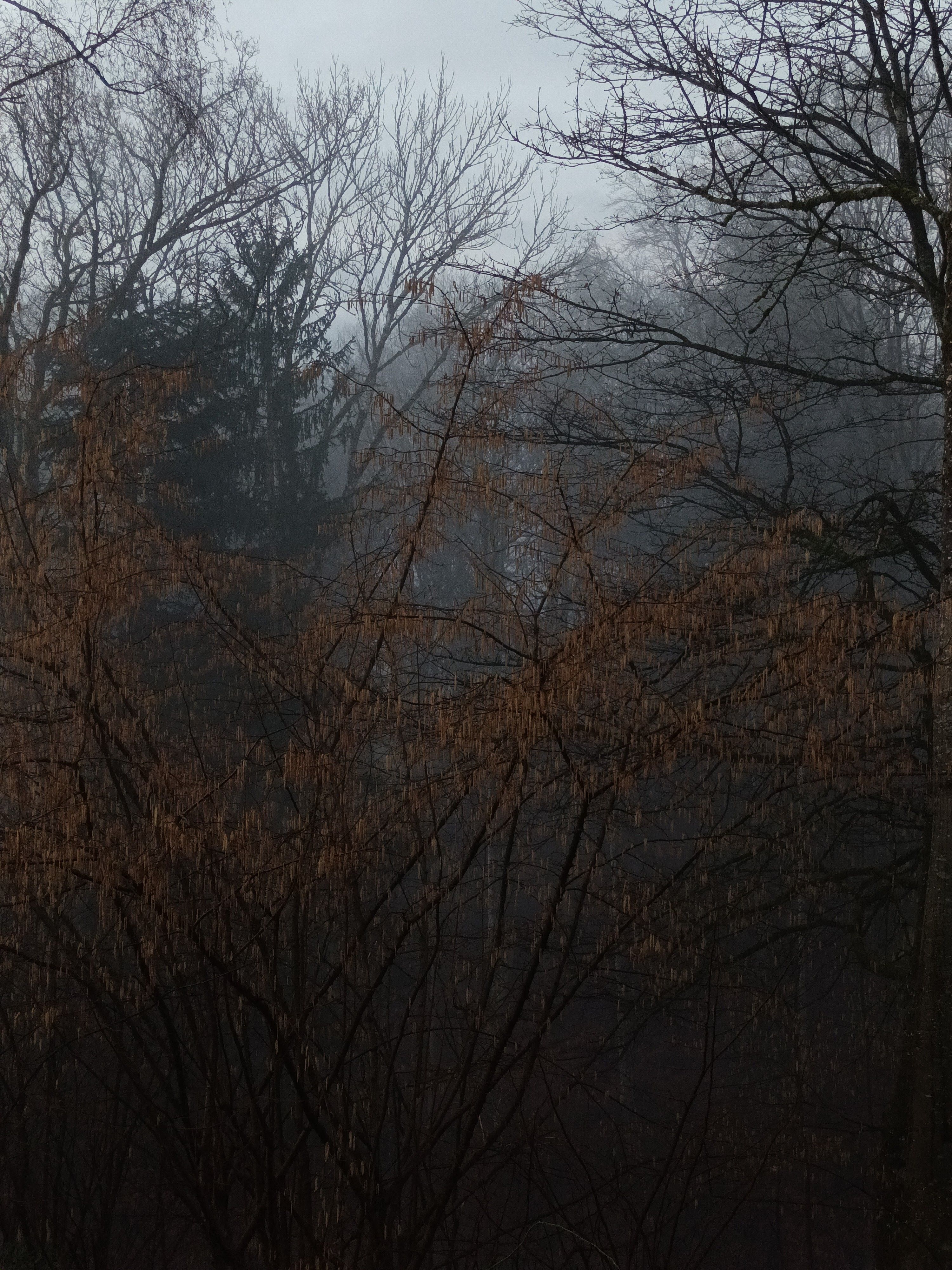 A photo of trees in the fog · Free Stock Photo