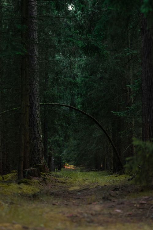 Free A serene forest path surrounded by lush evergreens and moss in Zbraslavice, Czech Republic. Stock Photo