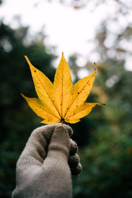 A hand in a glove holding a vibrant yellow maple leaf against a blurry forest backdrop, symbolizing autumn.