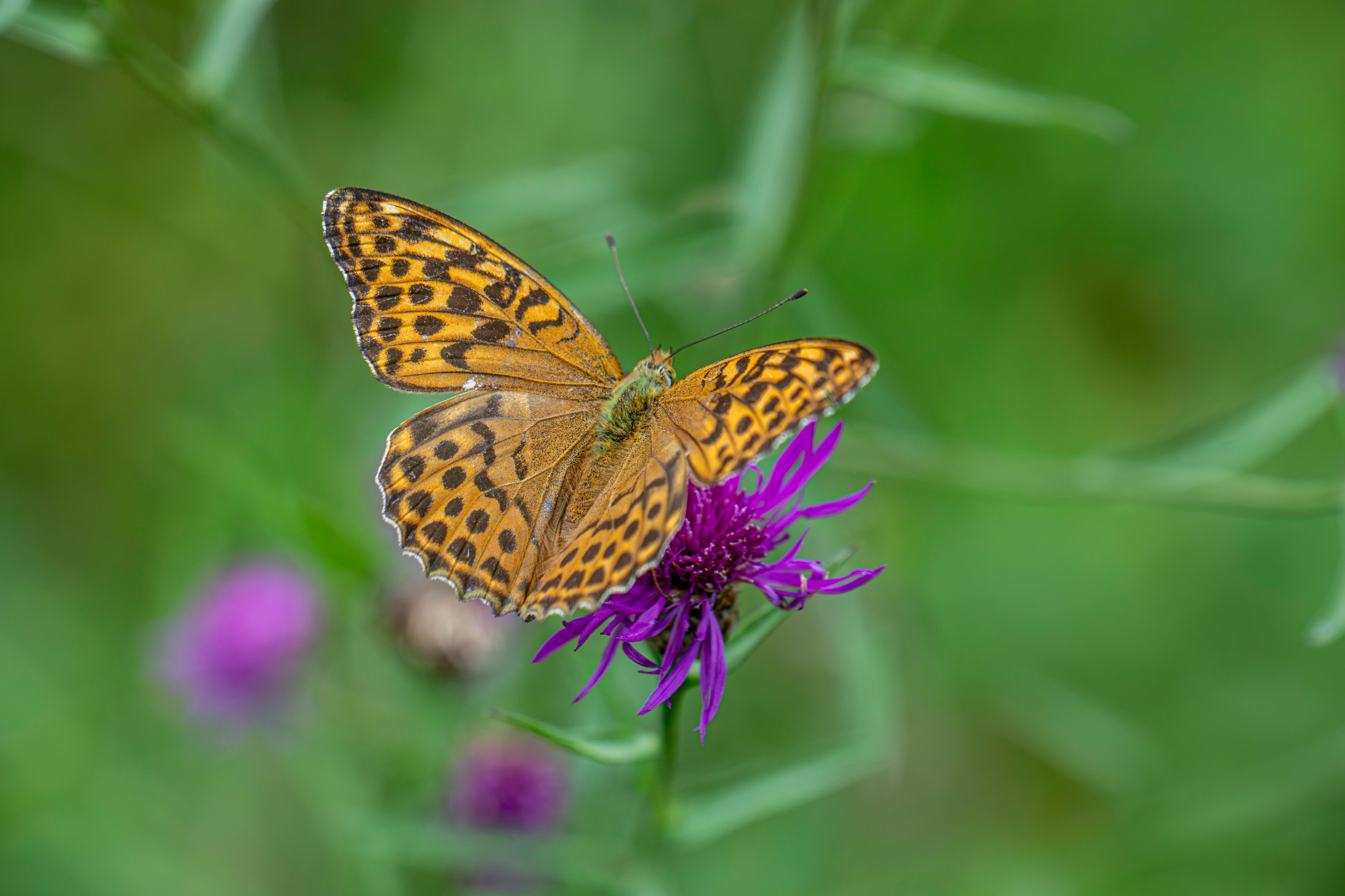 a brown butterfly sitting on top of a purple flower