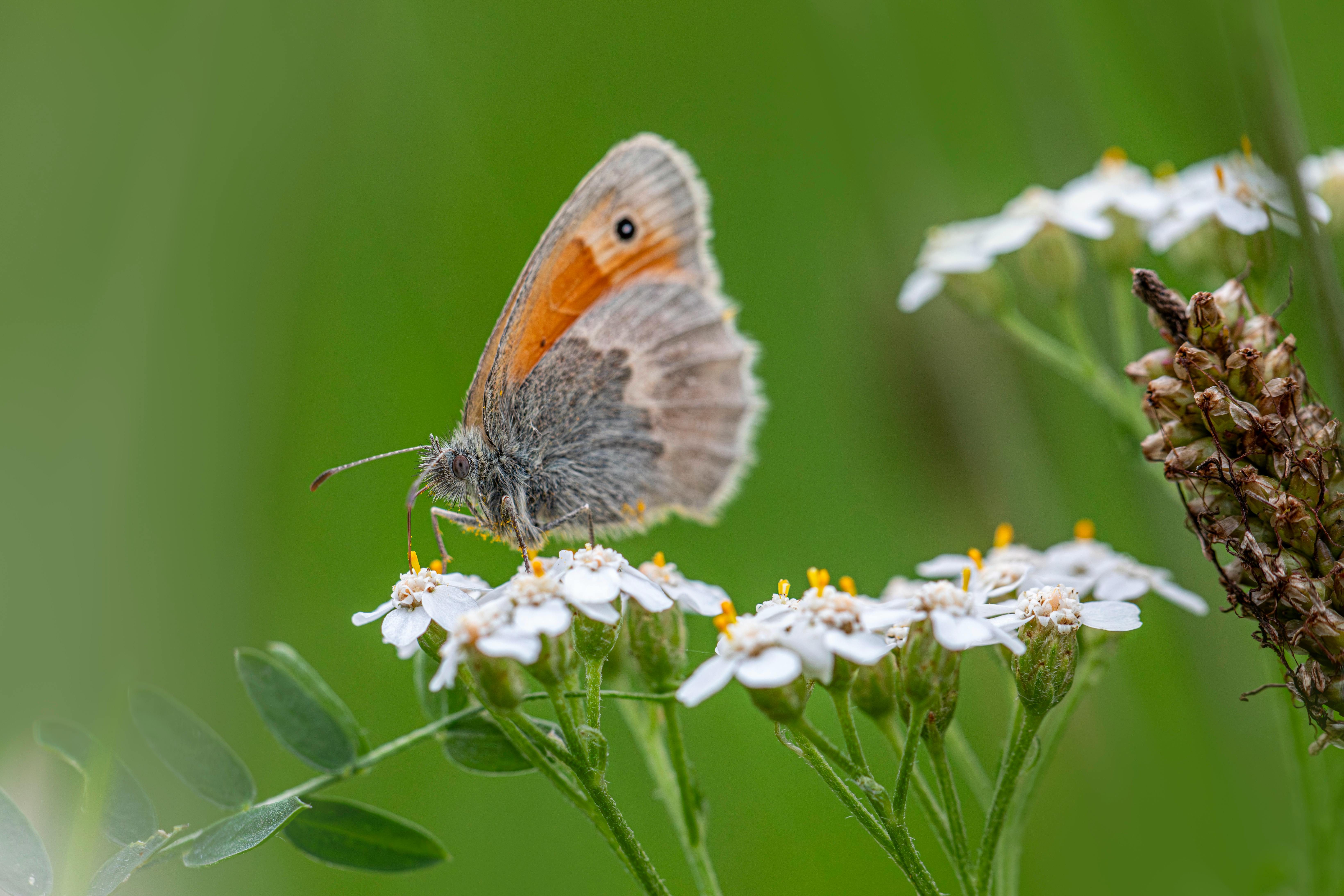 a small butterfly sitting on top of some white flowers