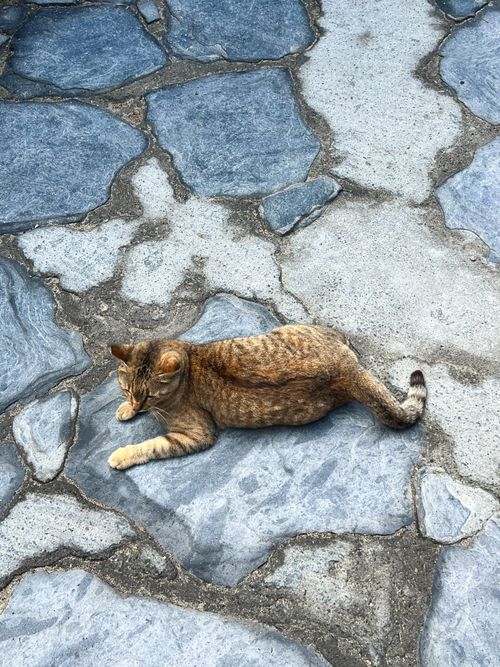 Free cat Stock Photo