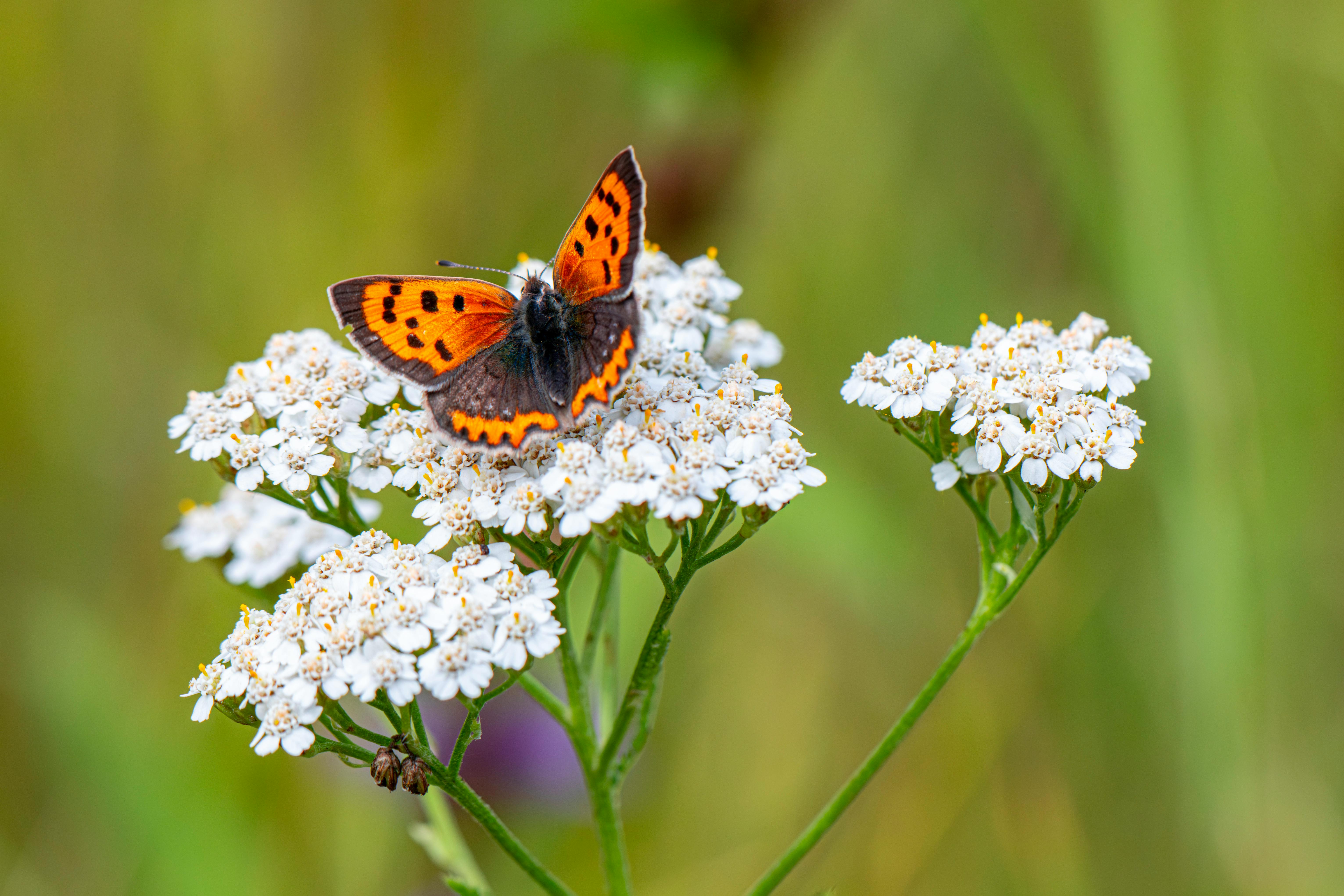 a small orange and black butterfly sitting on top of some white flowers