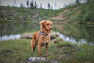 一只新斯科舍省鸭子收费猎犬站在绿树成荫的宁静芬兰湖边