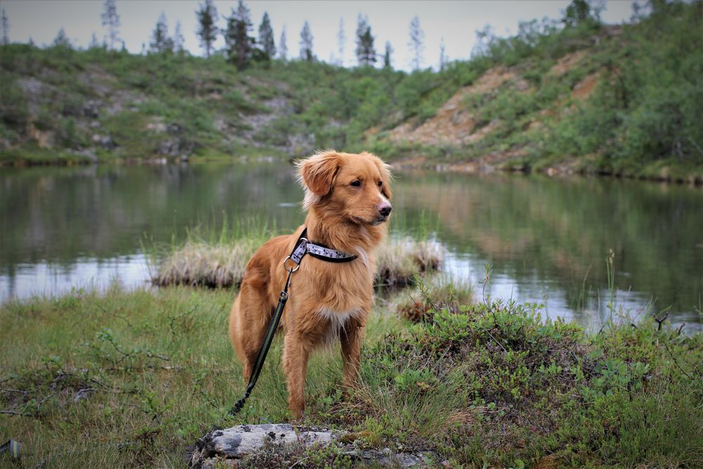 Nova Scotia Duck Tolling Retriever, photo 4