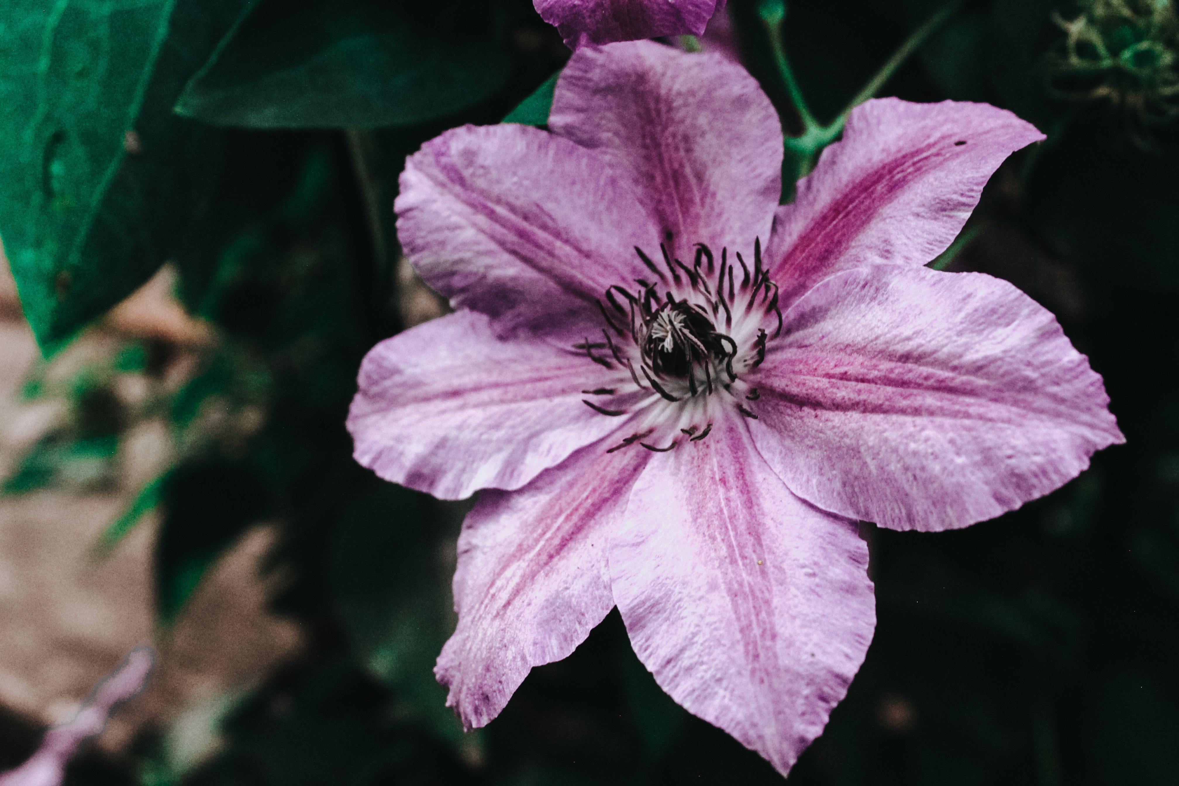 Detailed close-up of a flowering pink Clematis with lush foliage.