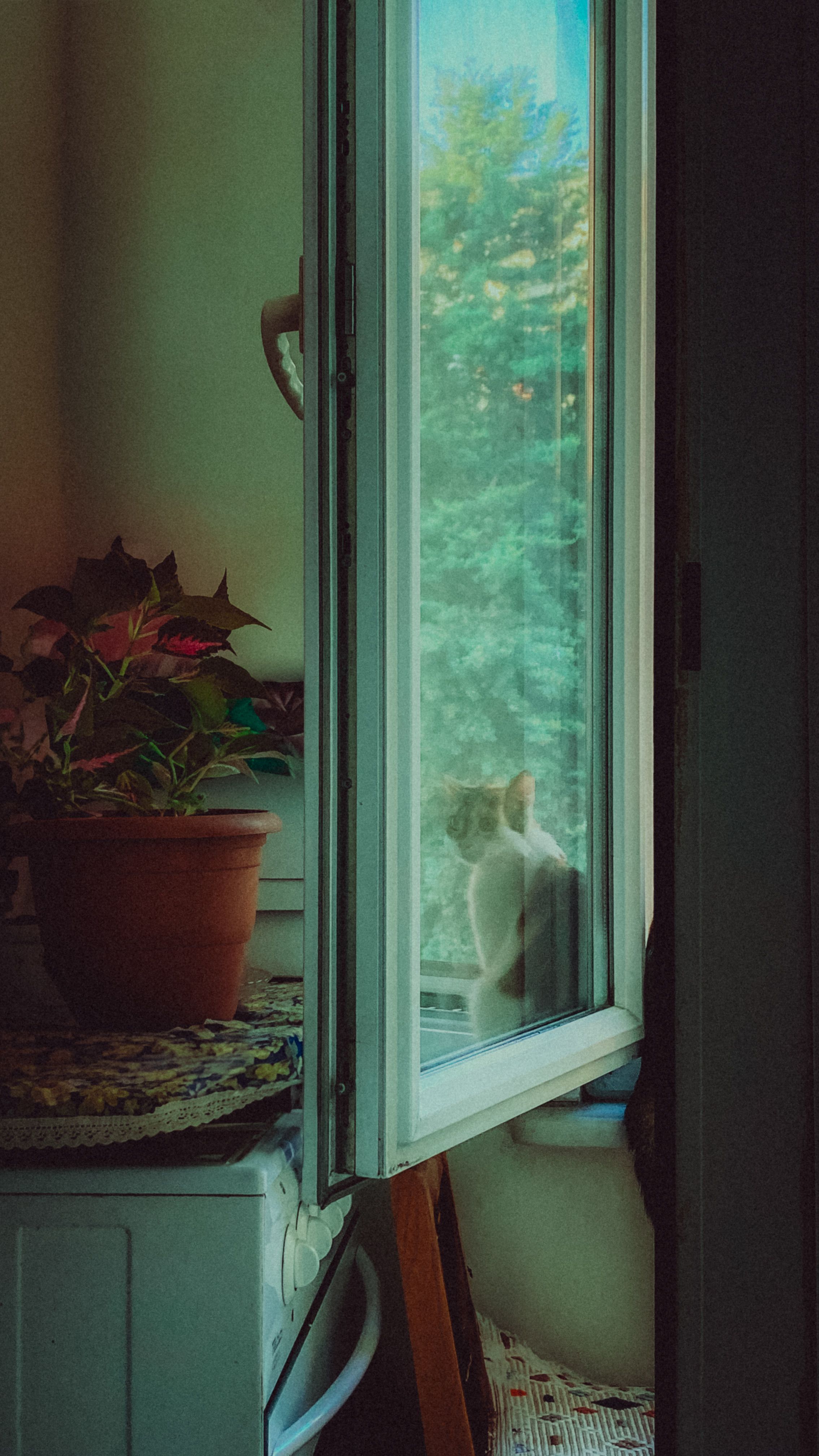 A cat sitting in front of a window looking out · Free Stock Photo