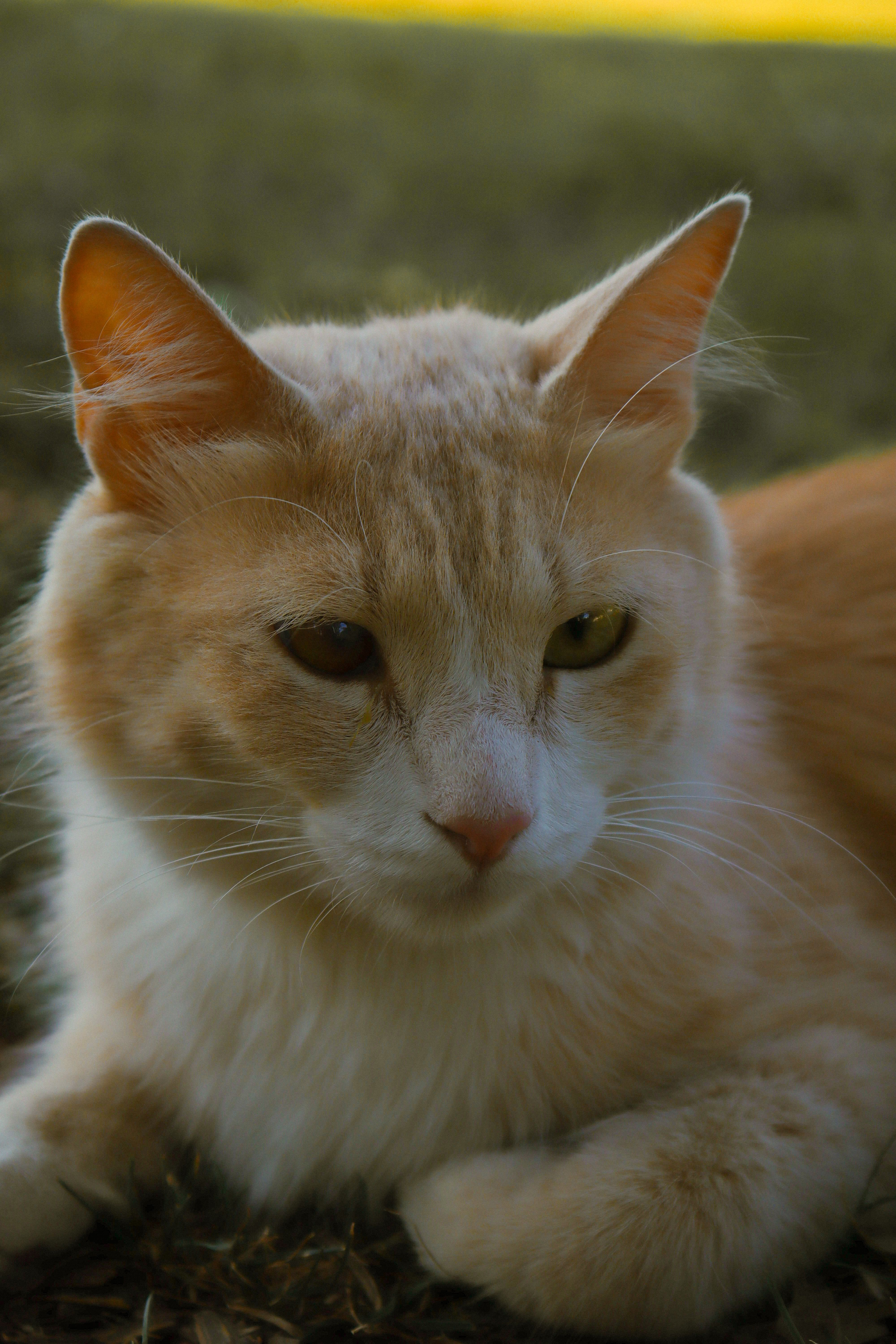 Serene ginger cat lying on grass, capturing curiosity and charm in natural light.