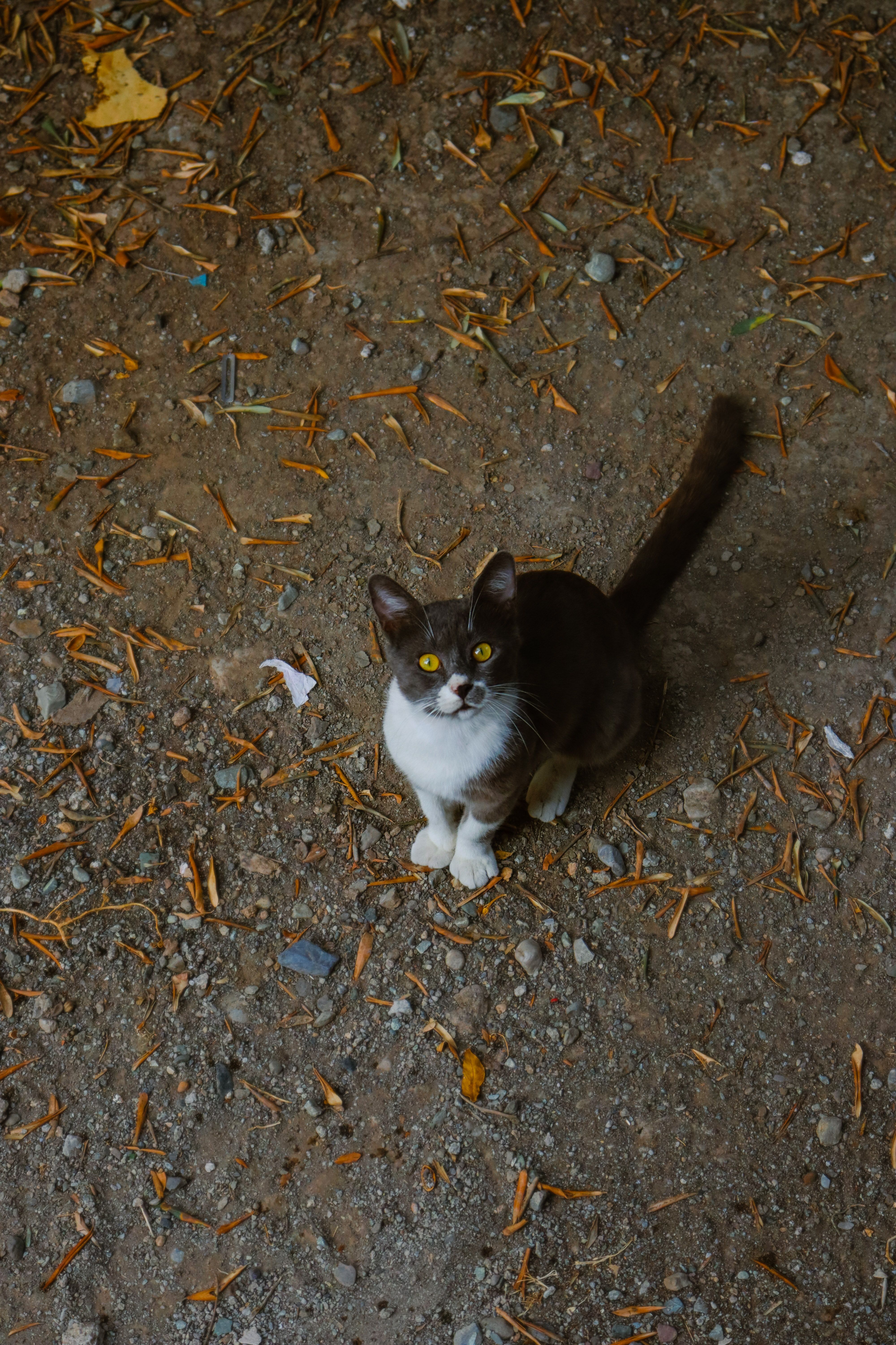 A cat sitting on the ground · Free Stock Photo