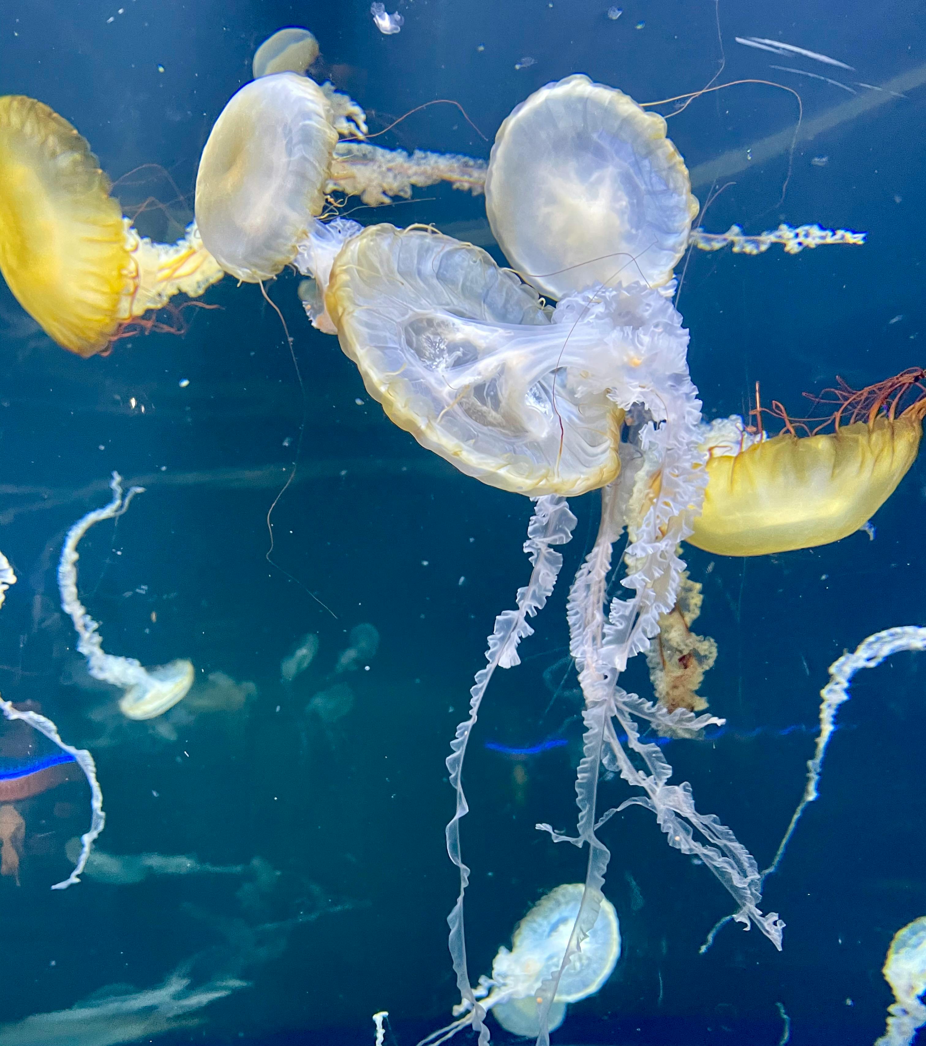 jellyfish in the aquarium