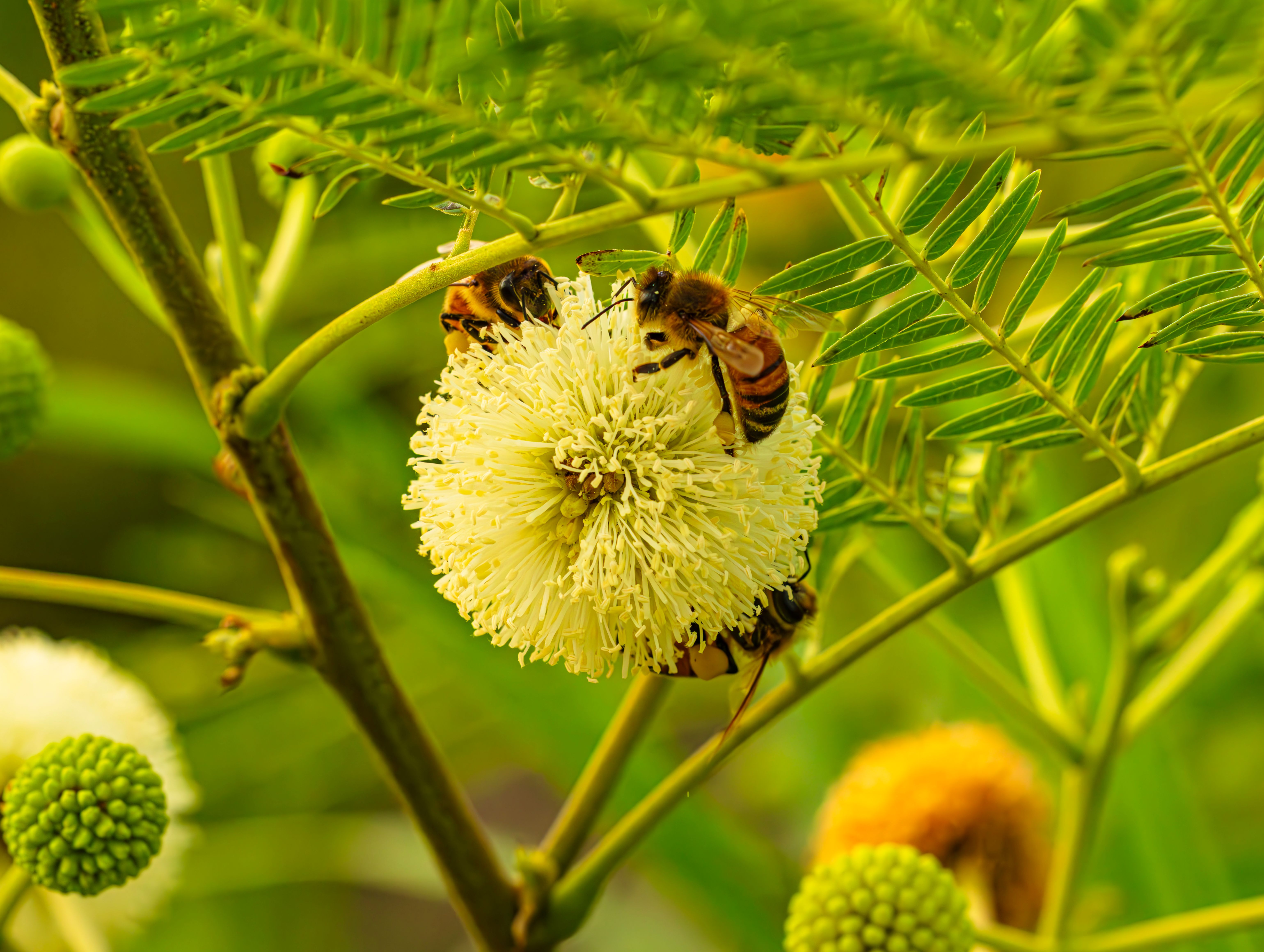 Le pollen frais booste votre immunité matinale